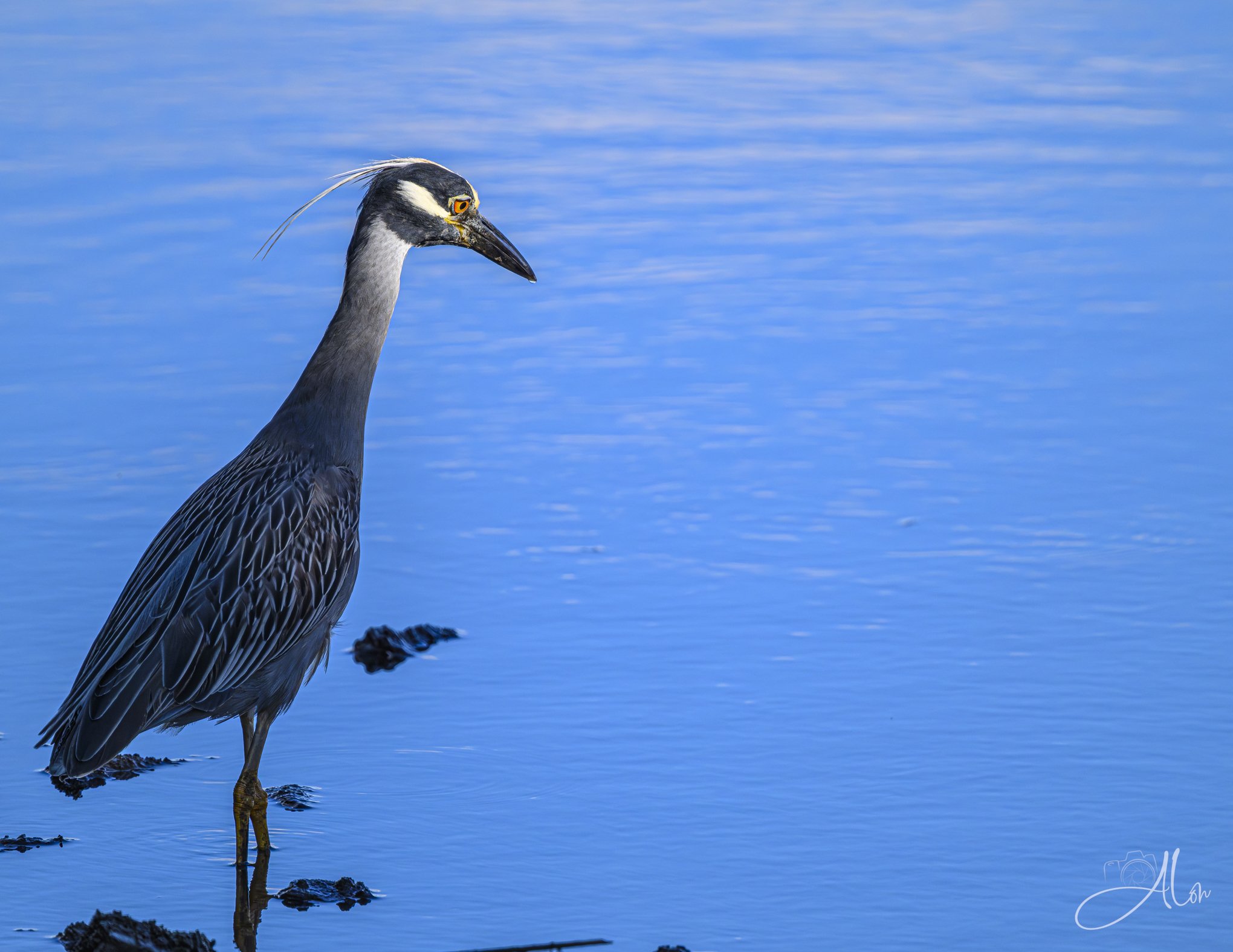 Vivid Blue (Yellow-Crowned Night Heron) 0Z82359