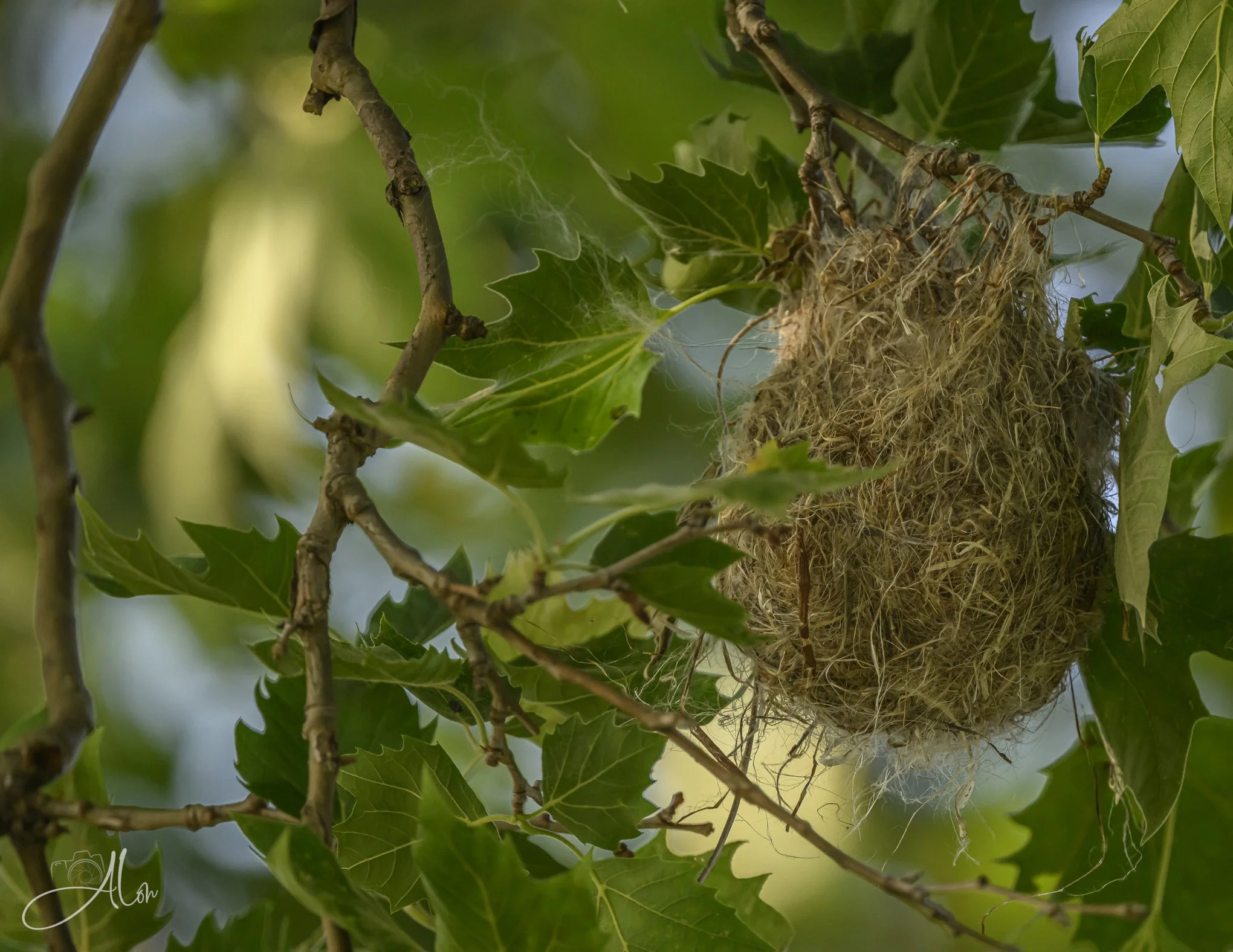 Baltimore Oriole Nest