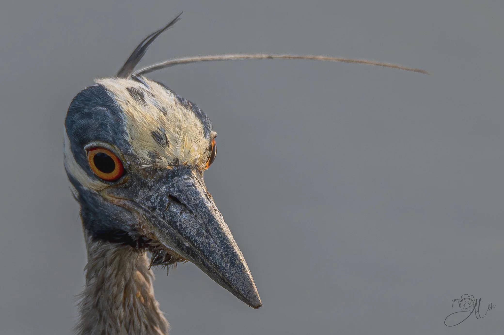 Antennae
(Yellow-Crowned Night Heron)
0Z87989