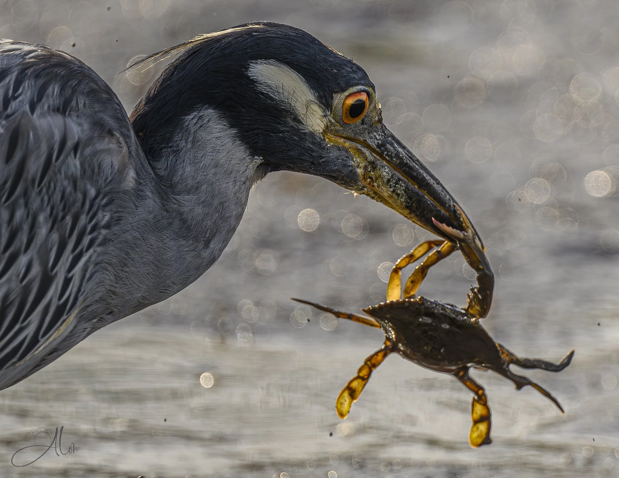 I Wanna Hold Your Hand (Yellow-Crowned Night Heron) _0Z87524