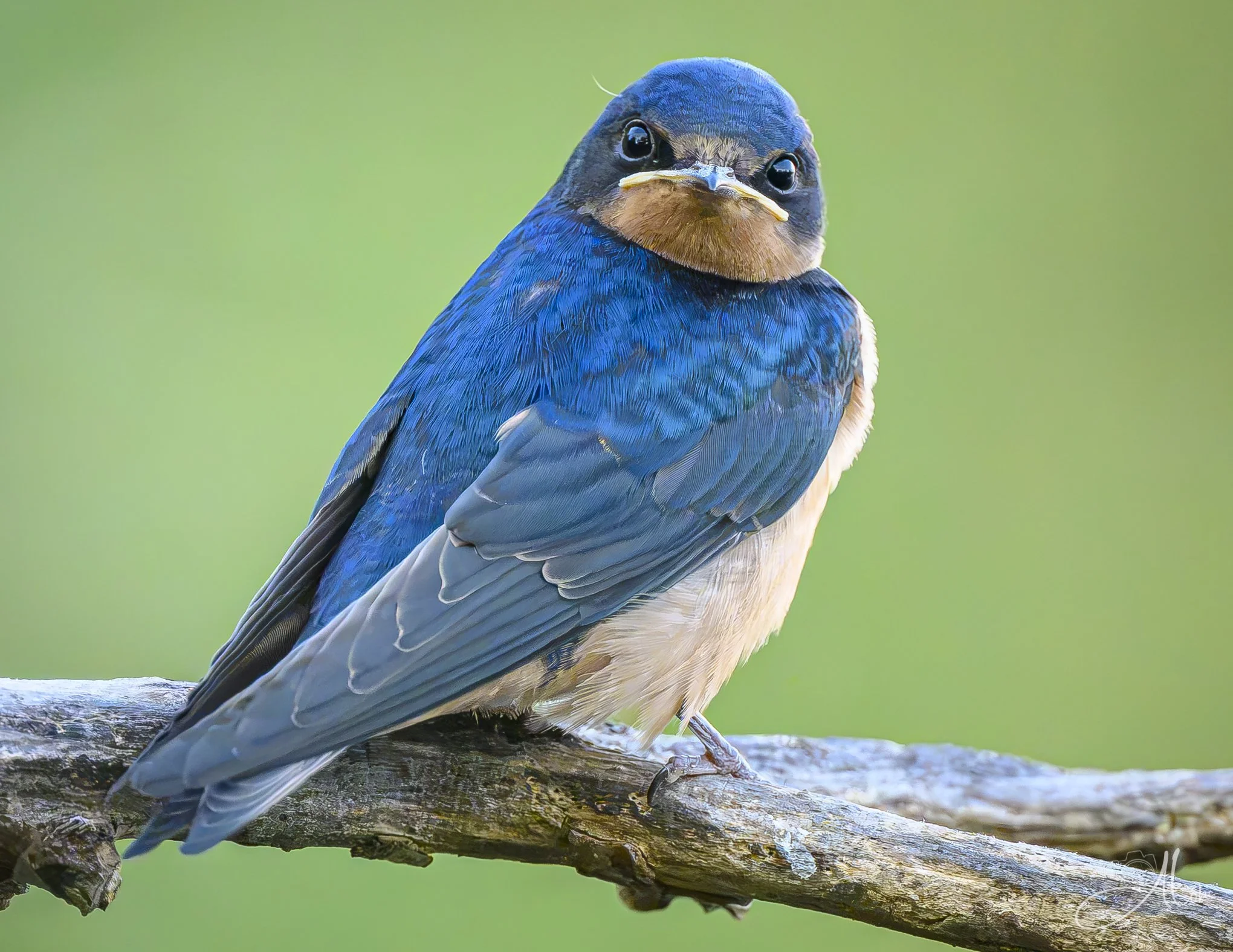 And You Are? (Barn Swallow) 082426_0766