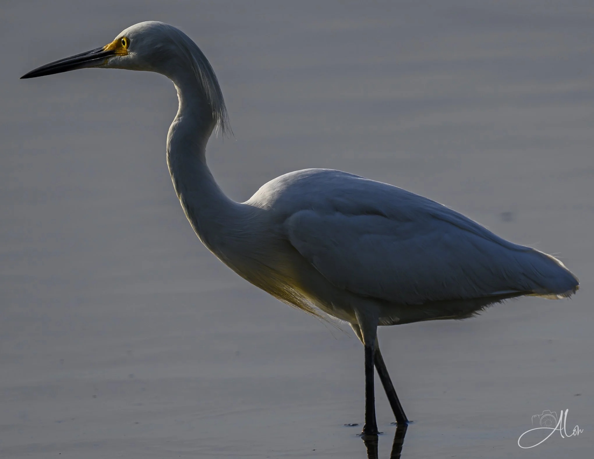 The Shadow Knows (Snowy Egret) 071226_4724