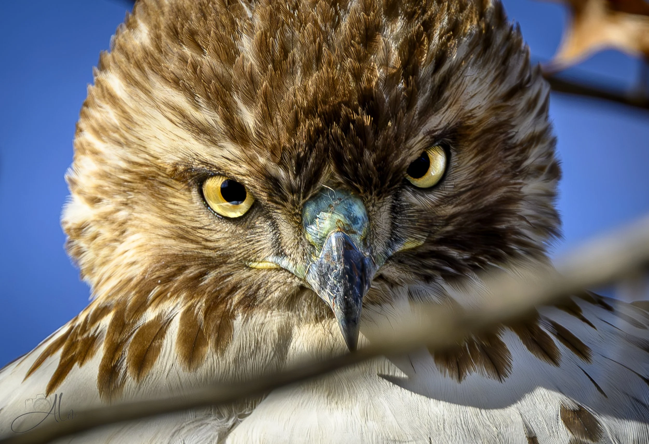 Jack Torrance (Red-Tailed Hawk) 0Z87801