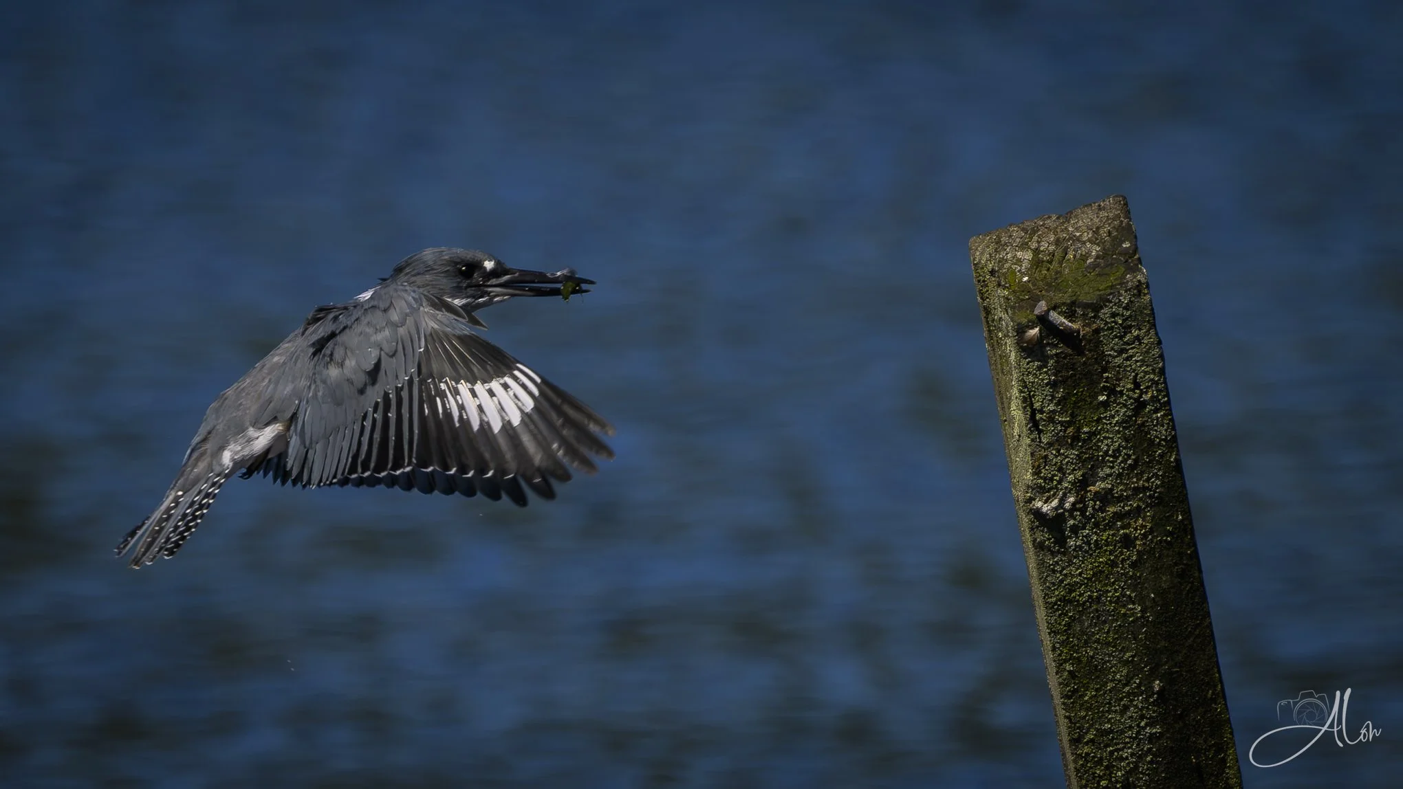 Back with the Goods (Belted Kingfisher) 
081226_0038