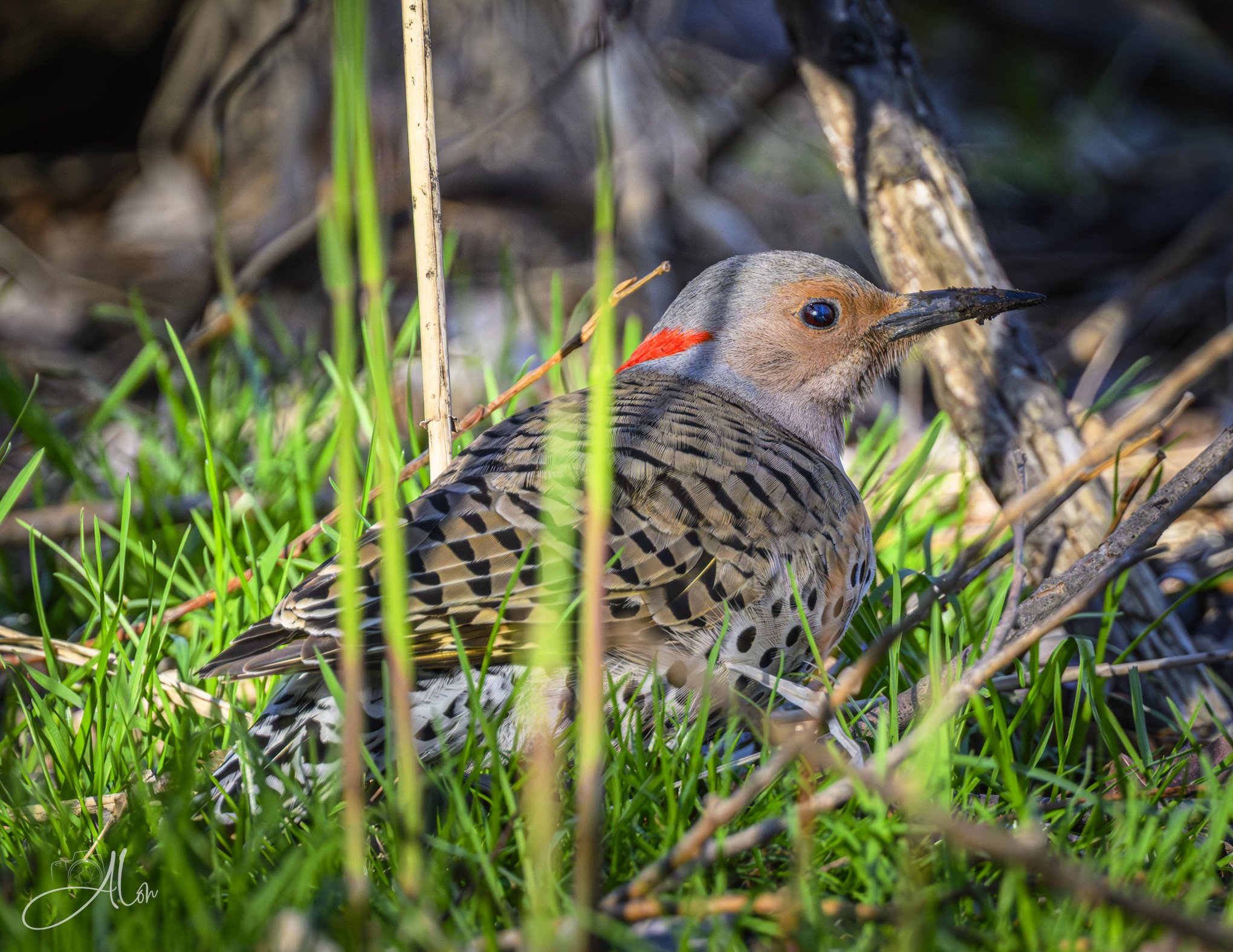 Comfy Zone
(Northern Flicker)
0Z80296