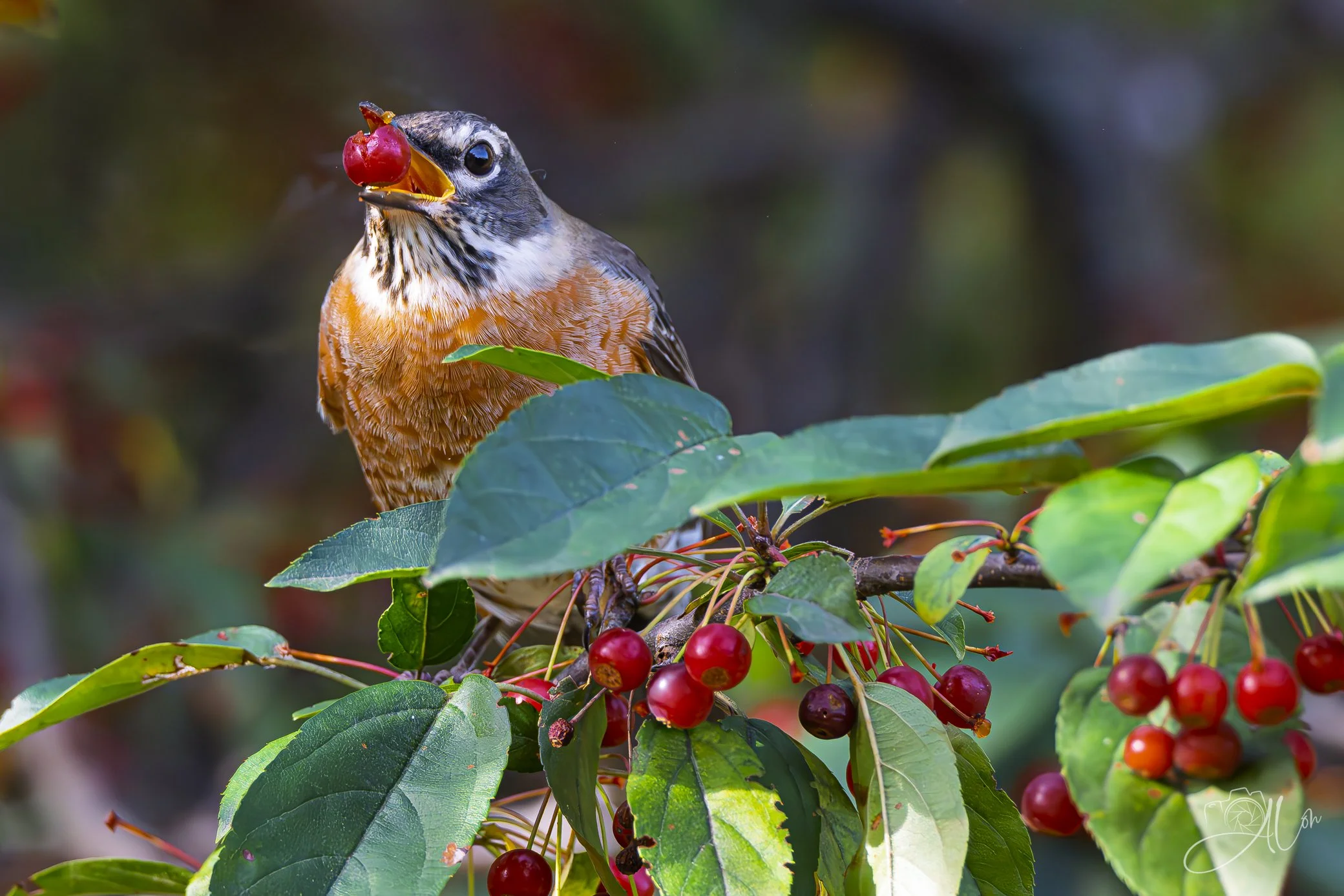 Gogo Berries
(American Robin)
0Z81176