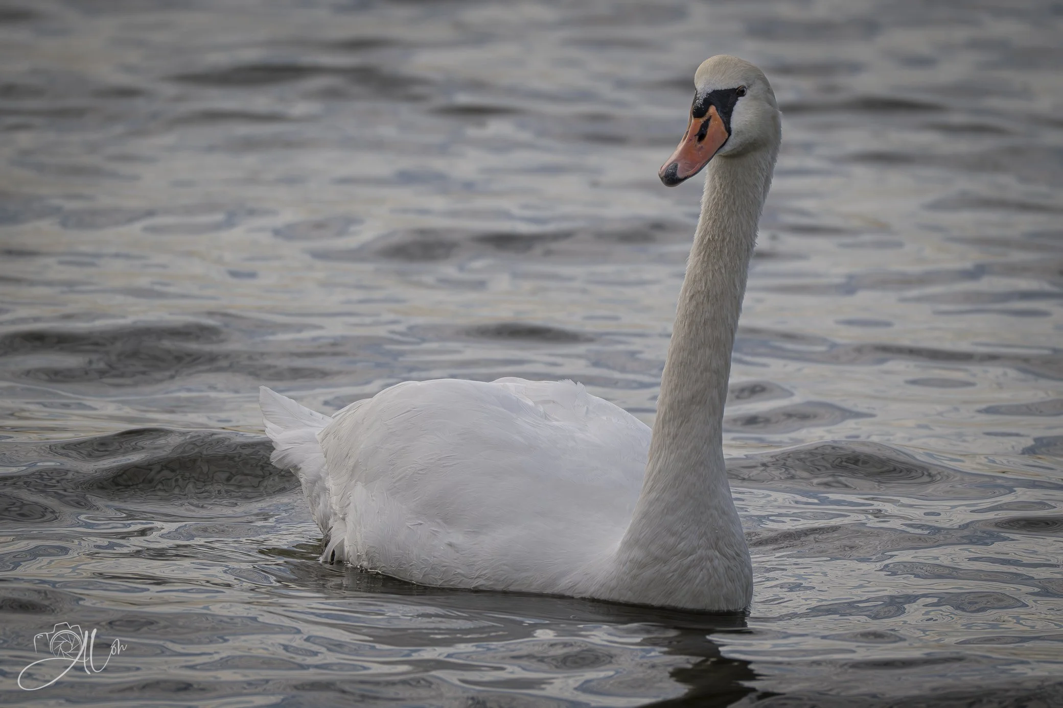 Ugly Duckling
(Mute Swan)
0Z84178