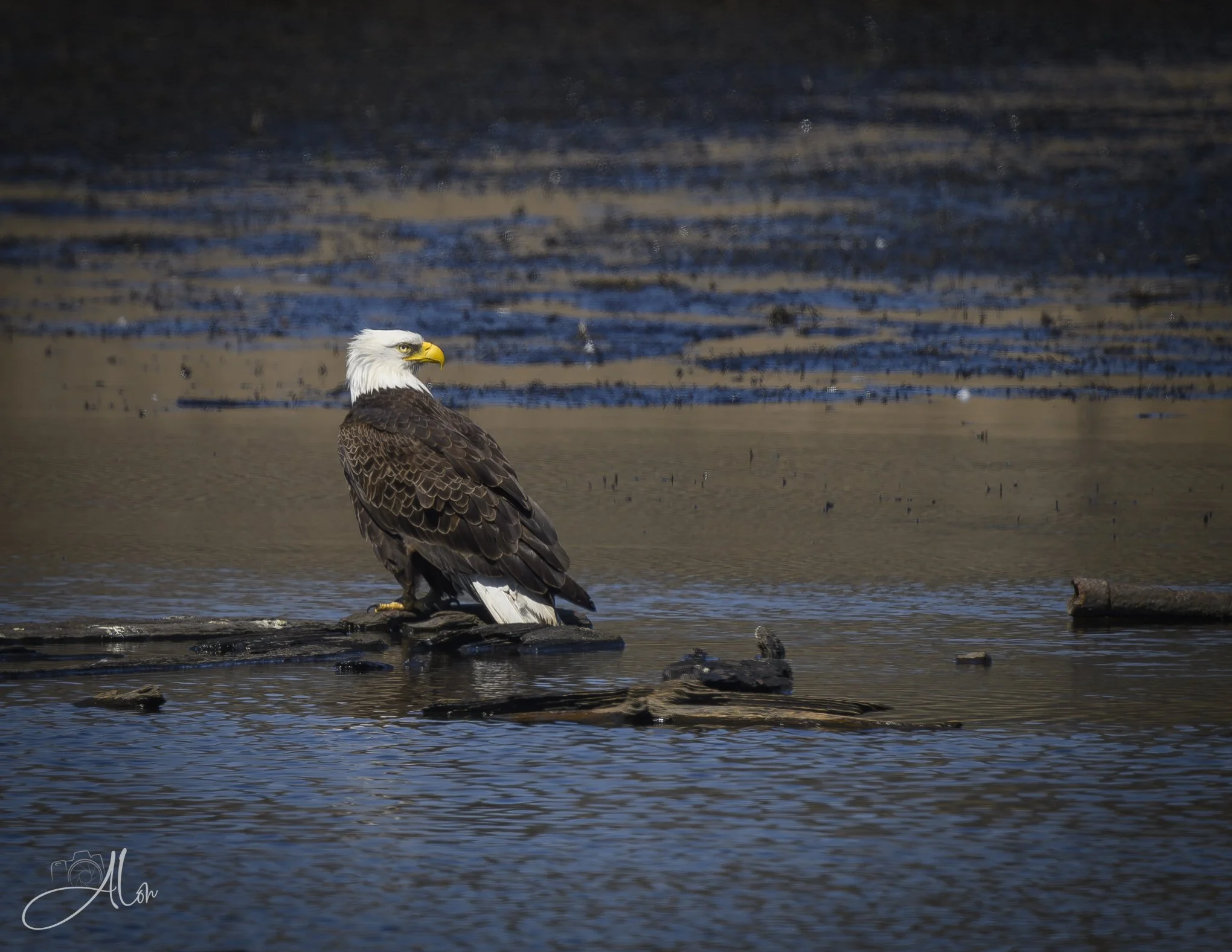 An Island Unto Himself
(Bald Eagle)
0Z82807