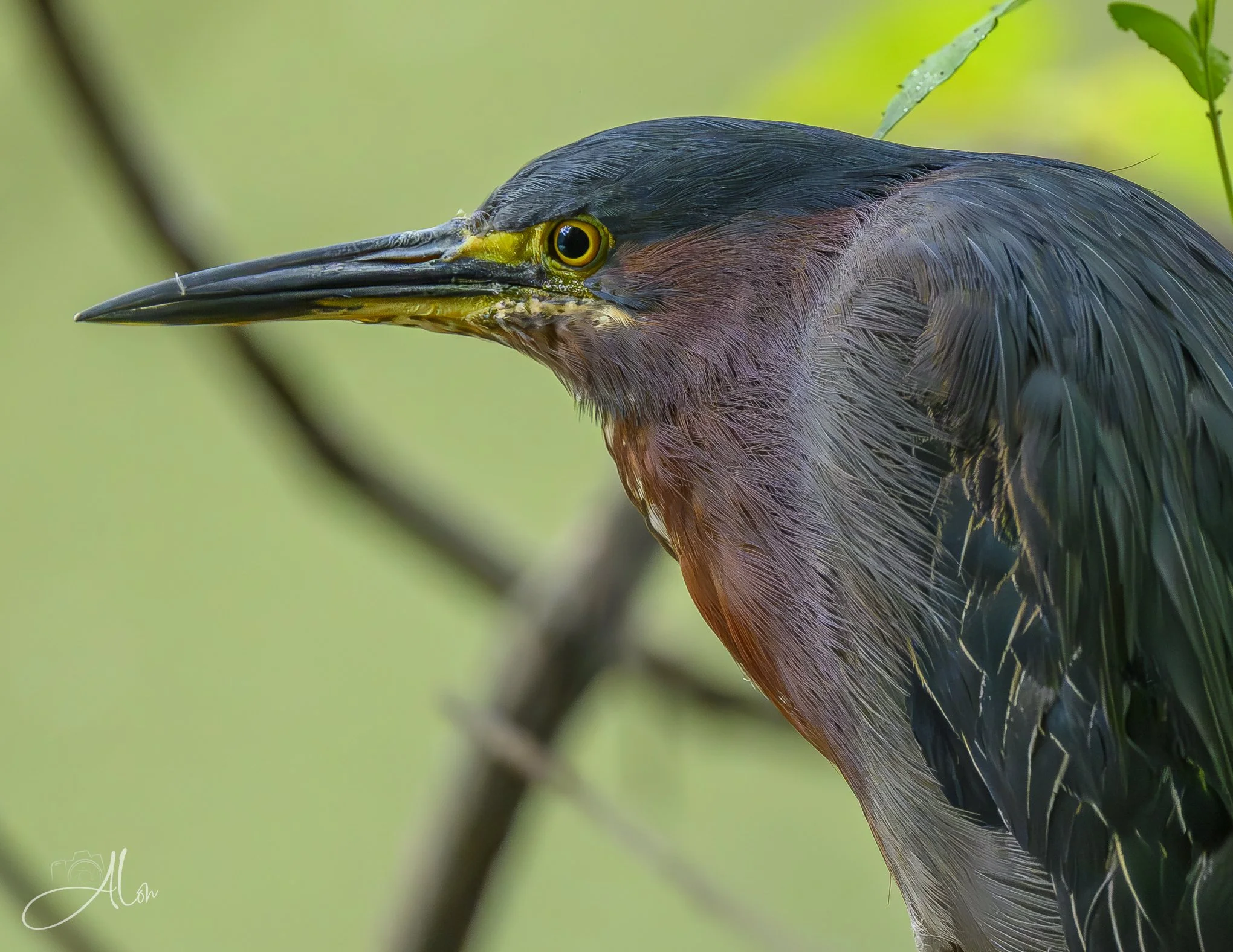 Grumpus (Green Heron) 071826_7860