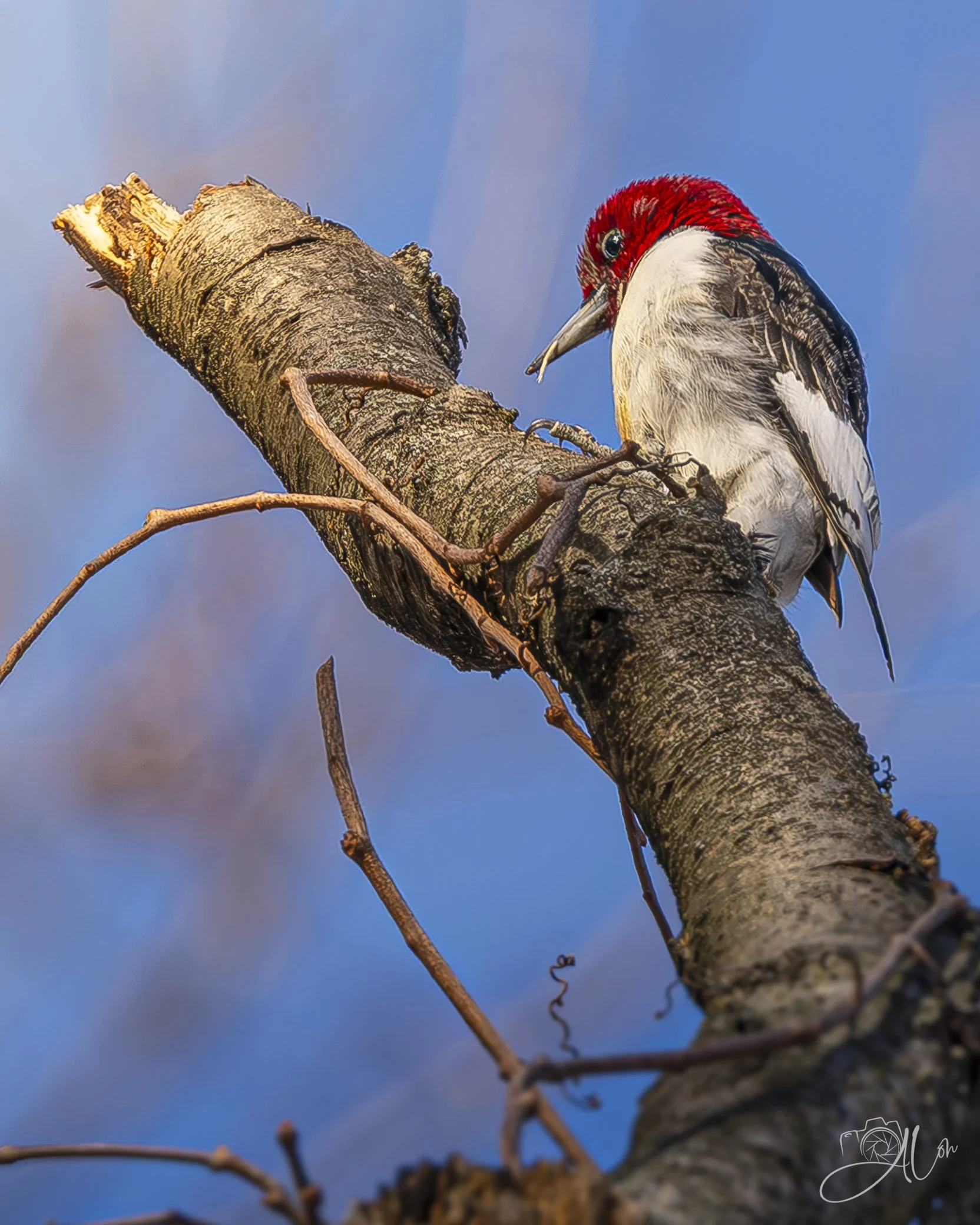 Pasta
(Red-Headed Woodpecker)
0Z86928