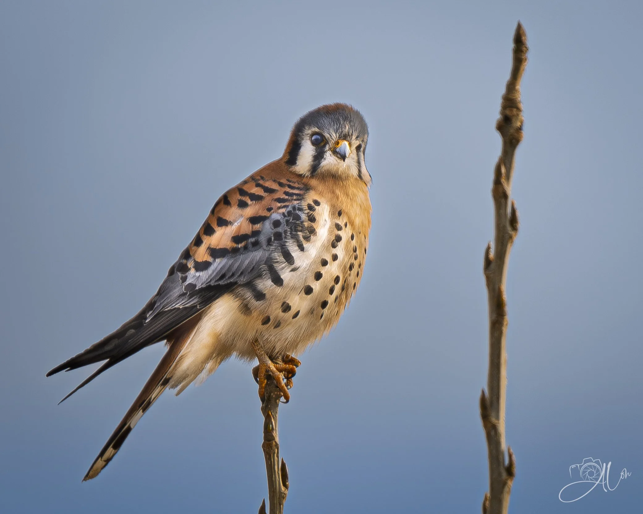 Crickets
(American Kestrel)
0Z86172