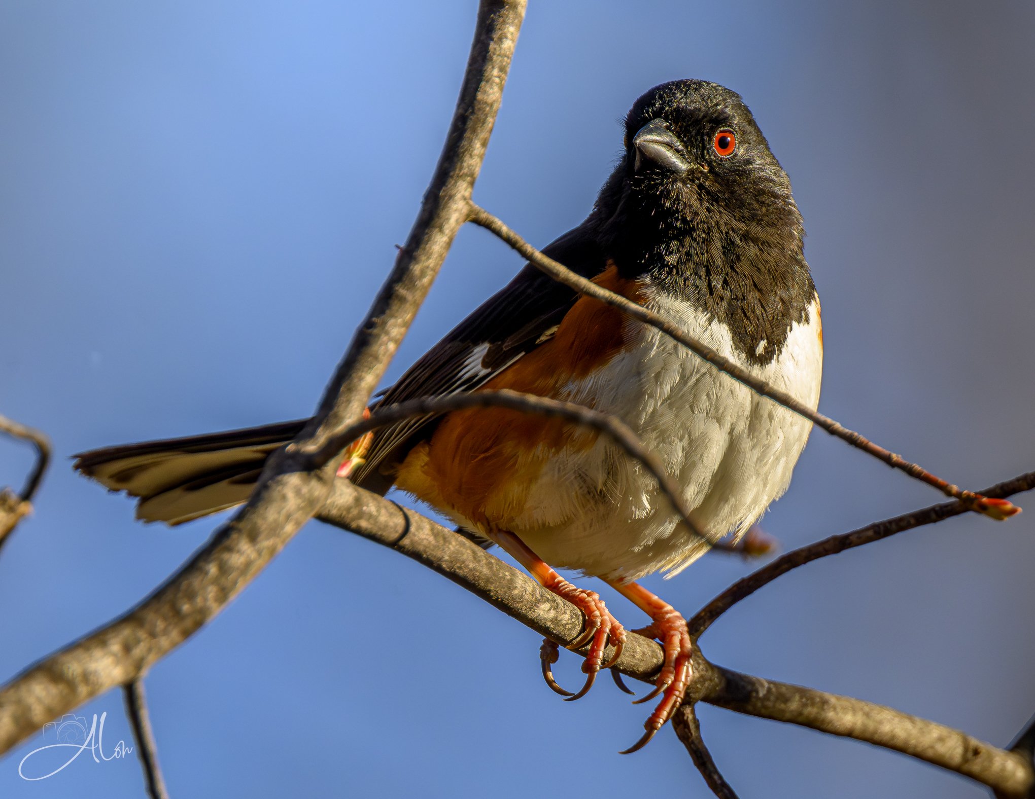 The Executioner
(Eastern Towhee)
0Z80350