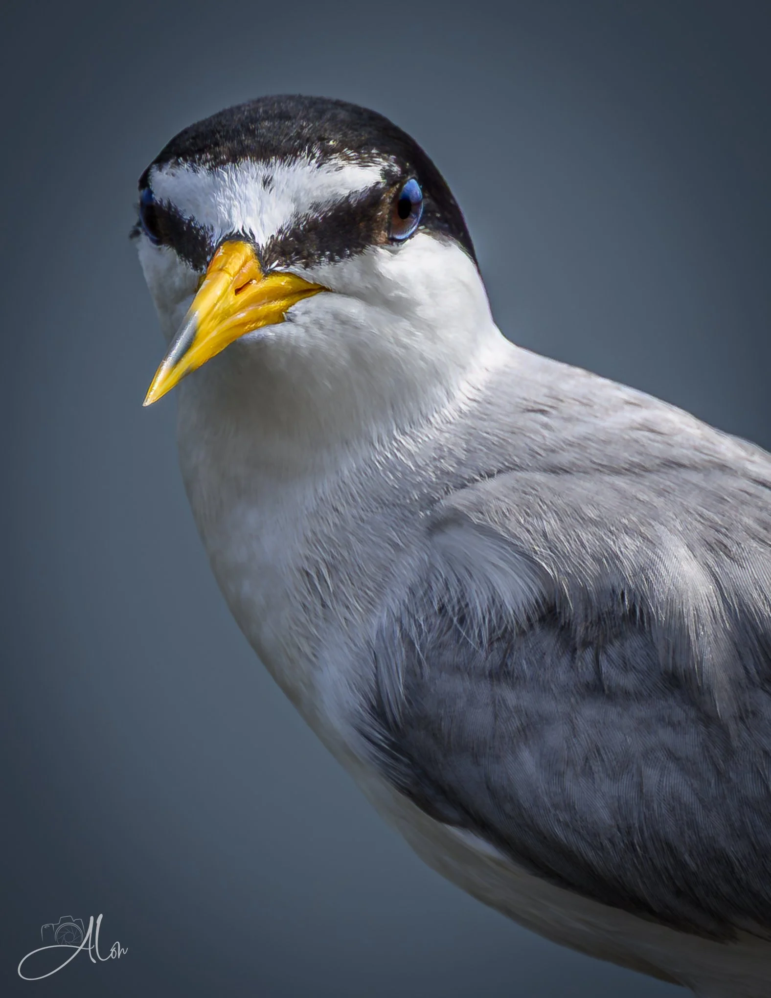Who's Tern Is It? (Least Tern) Z8070526_2682