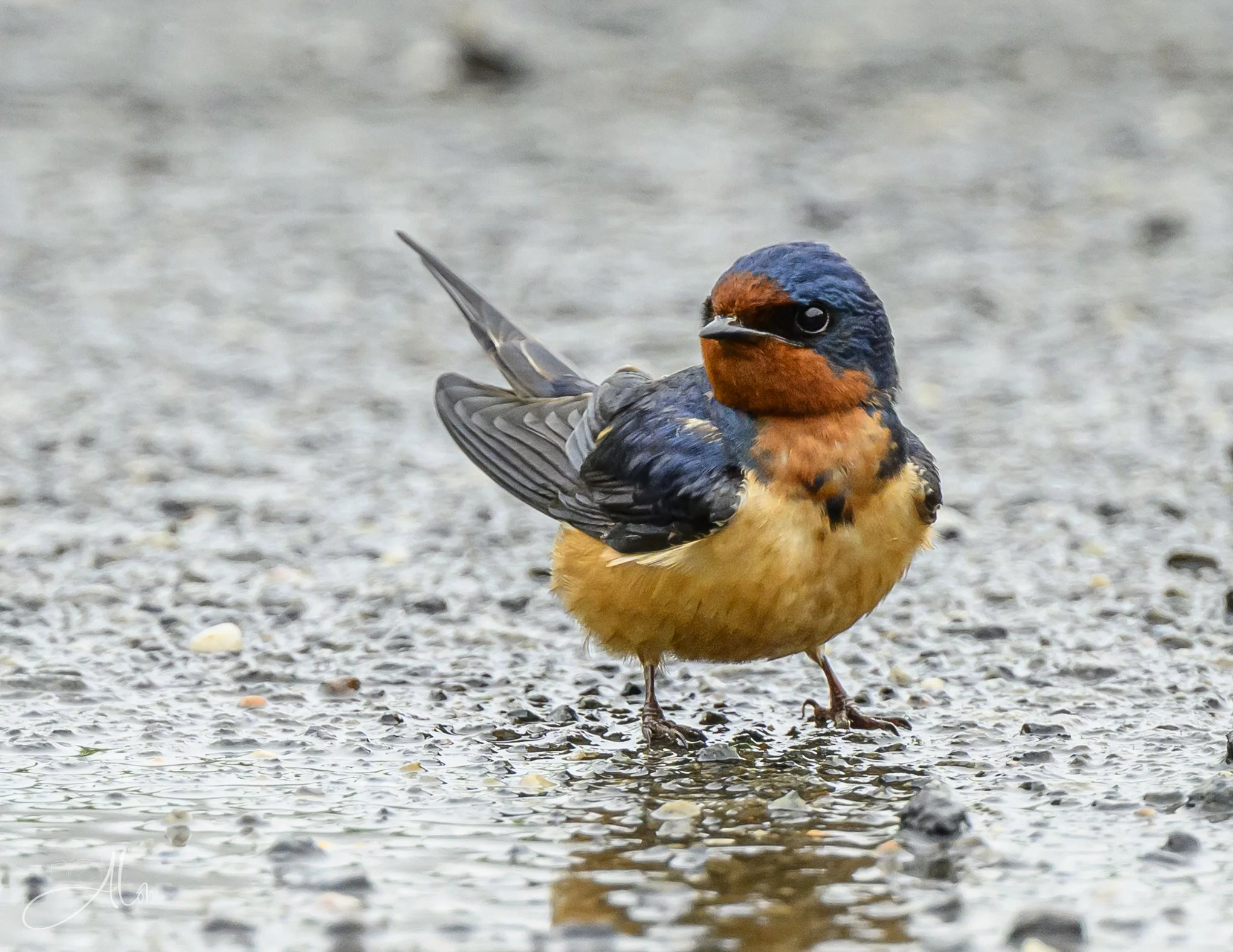 A Little Attitude (Barn Swallow) 0Z81817