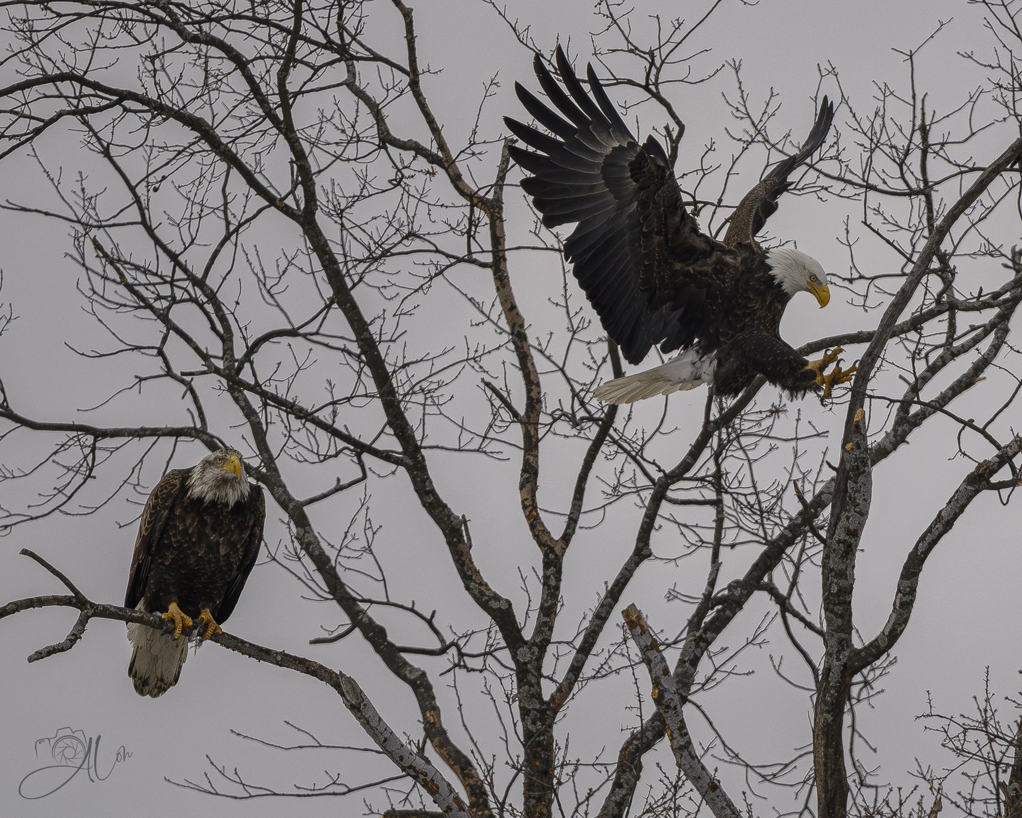 Incoming!
(Bald Eagles)
0Z80884