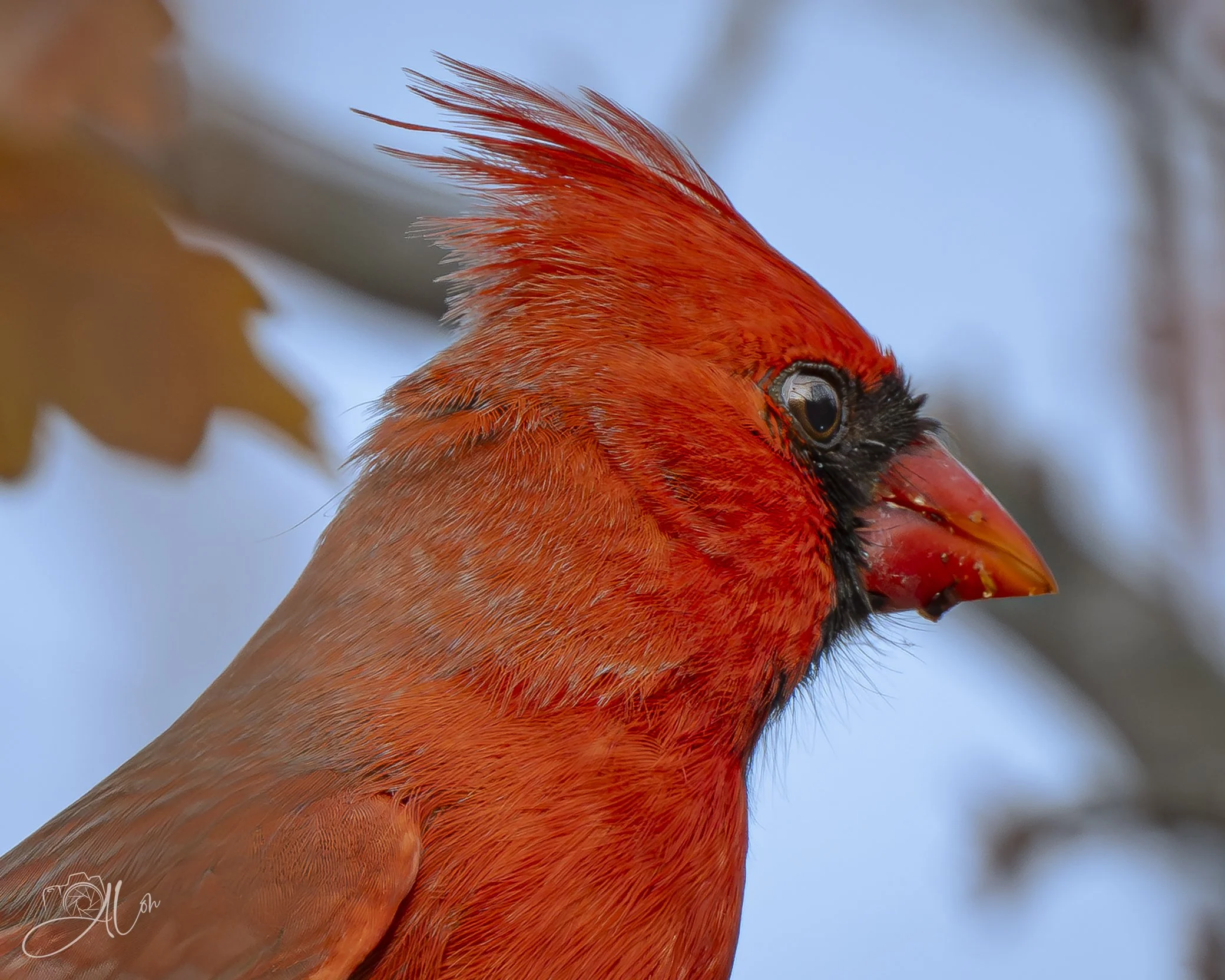 That Awkward Stage
(Northern Cardinal)
0Z88047