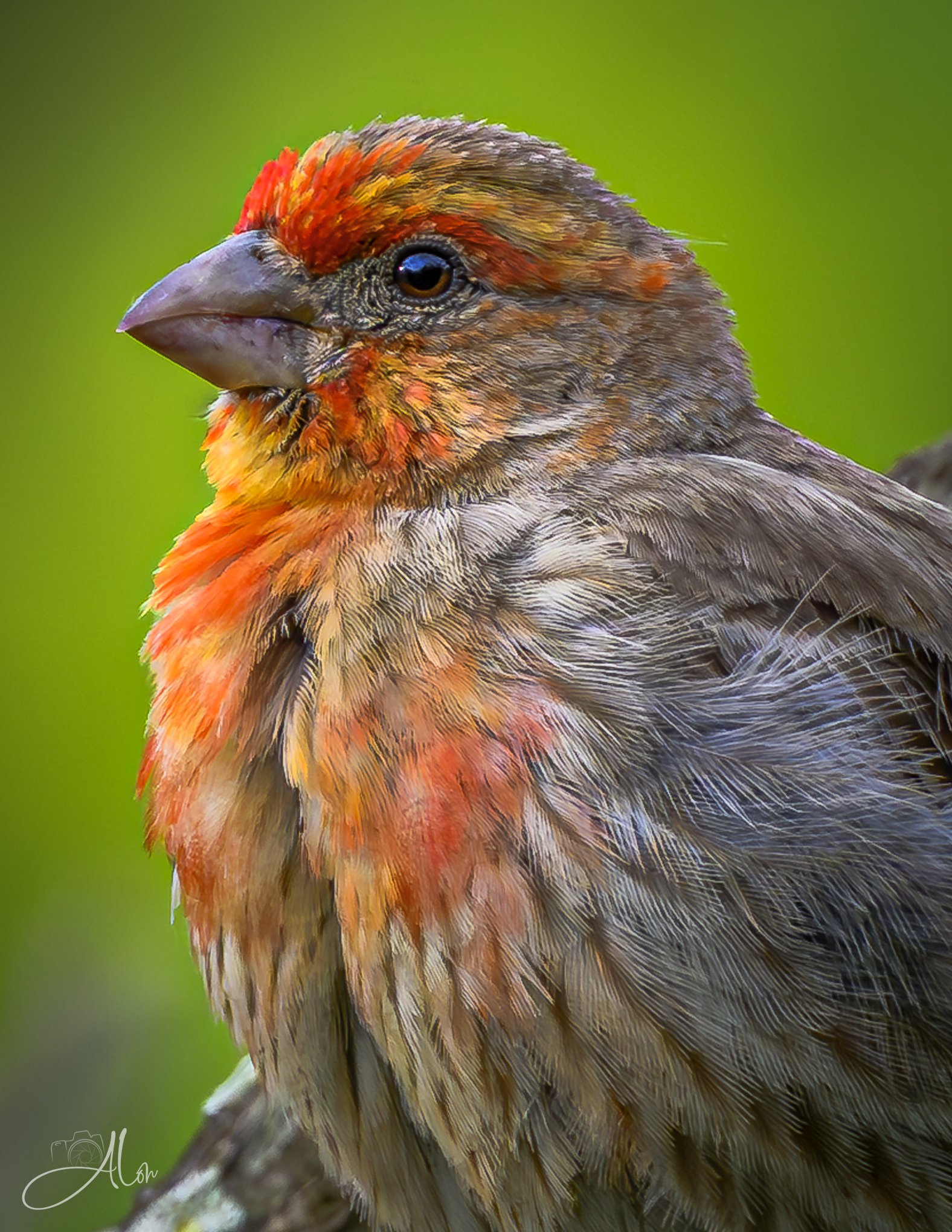 Fiery Finch (House Finch) 06-19-26_0Z8_4713