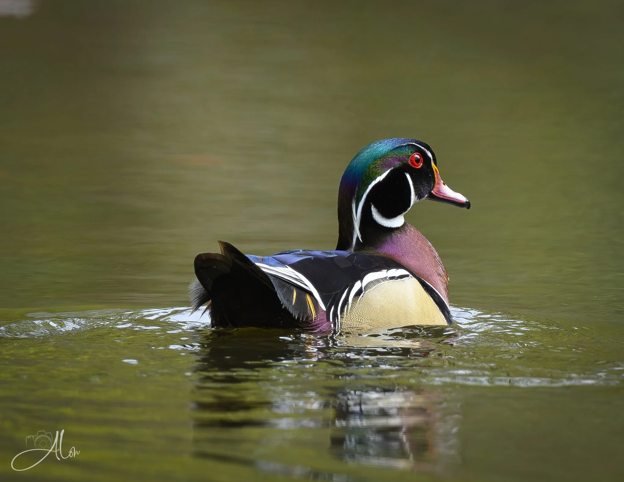 Wood You?
(Wood Duck)
0Z85029