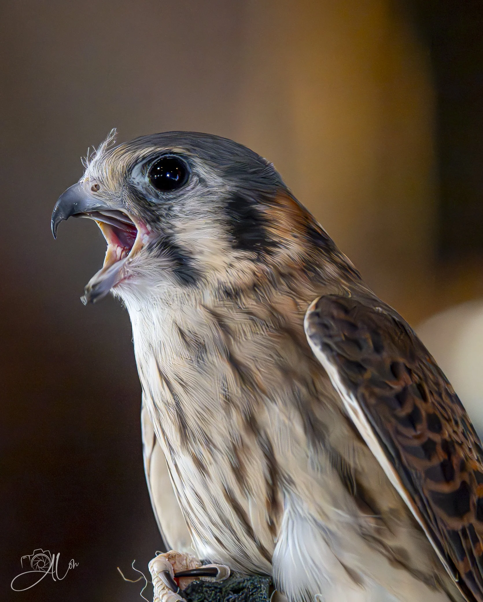 Shriek
(American Kestrel)
0Z80226
