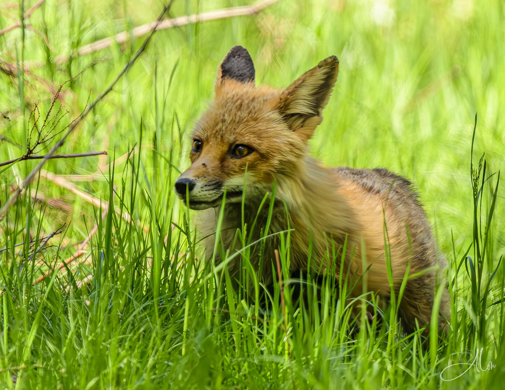 Imminent Flight
(Red Fox)
0Z87312