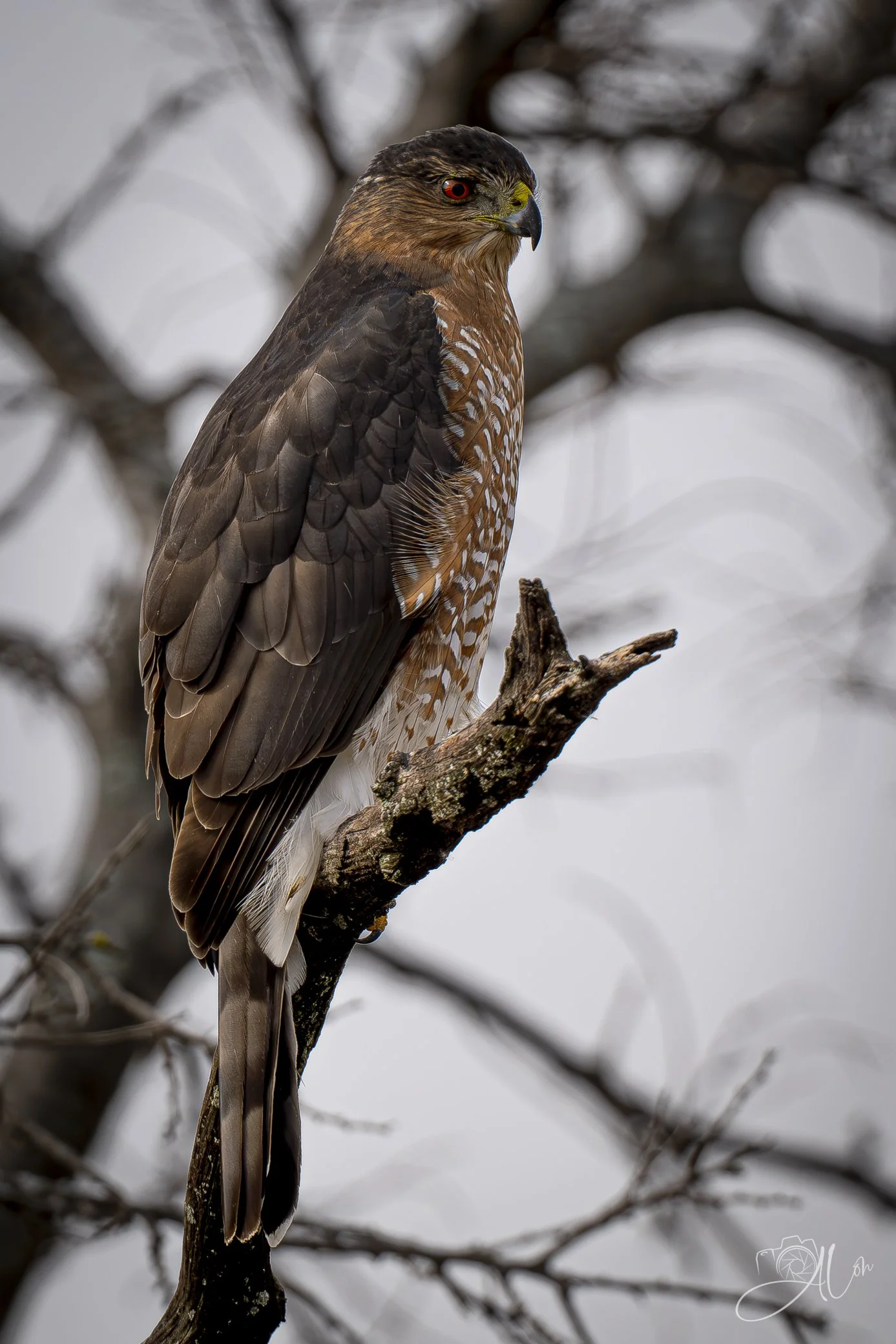 Warming the Seat
(Cooper's Hawk)
0Z85781