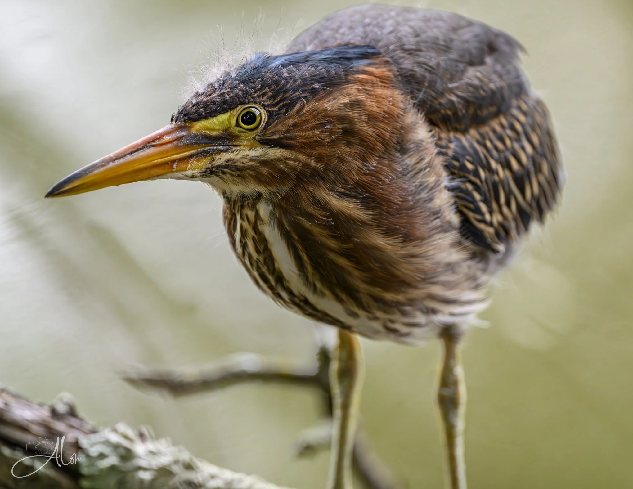 Head Scratcher (Green Heron) 20260711_0194