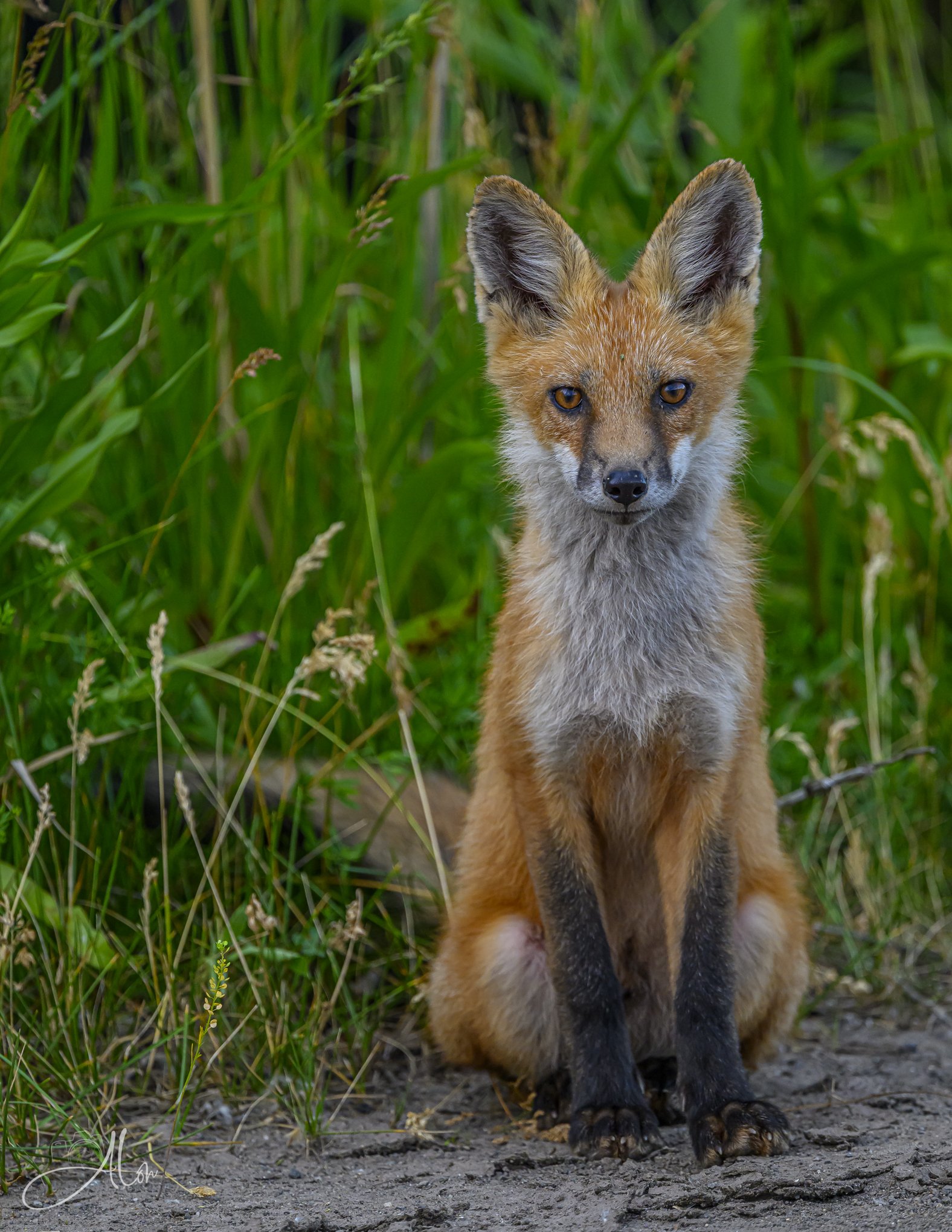 Red Fox