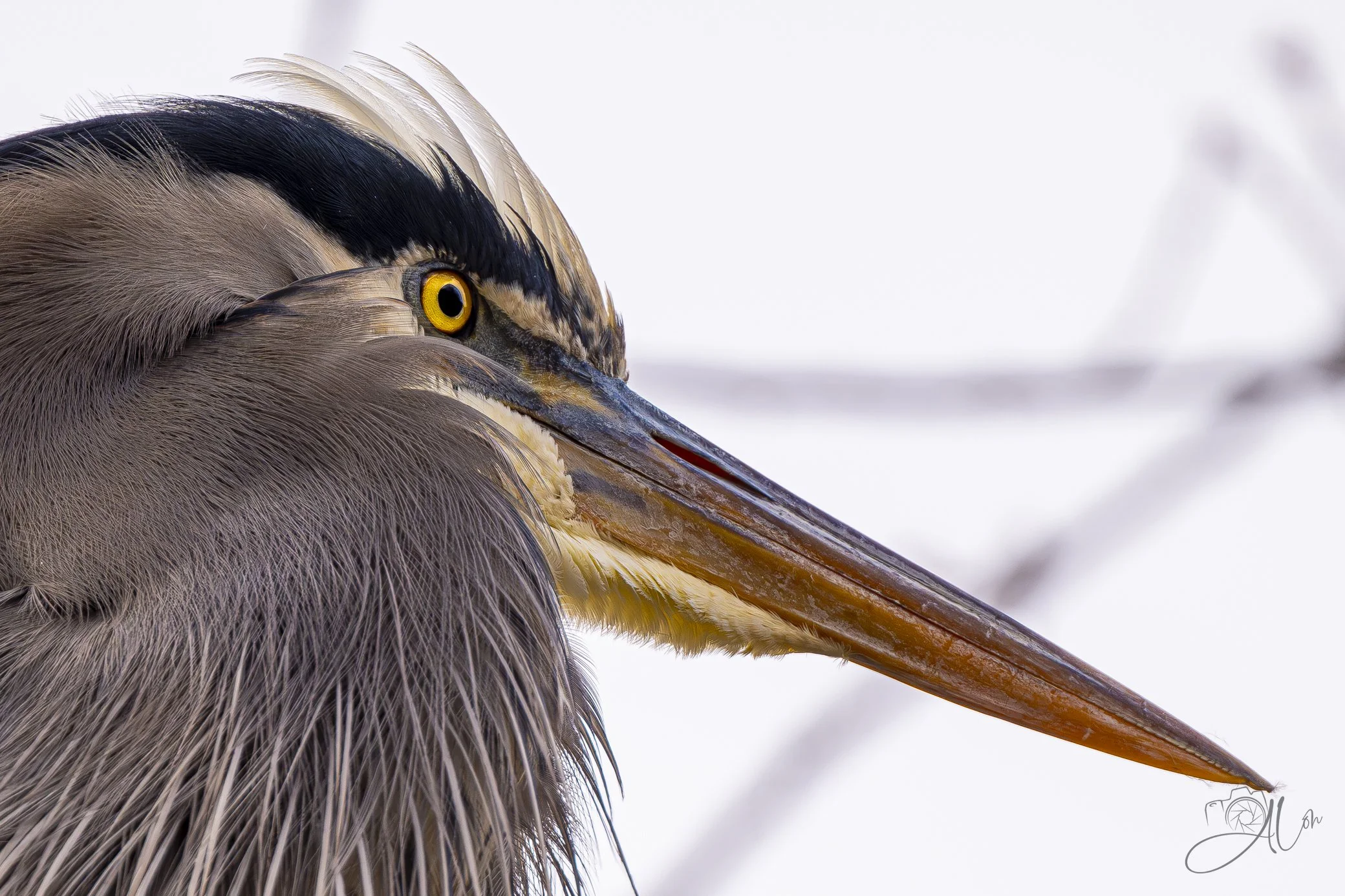 Punk
(Great Blue Heron)
0Z83410
