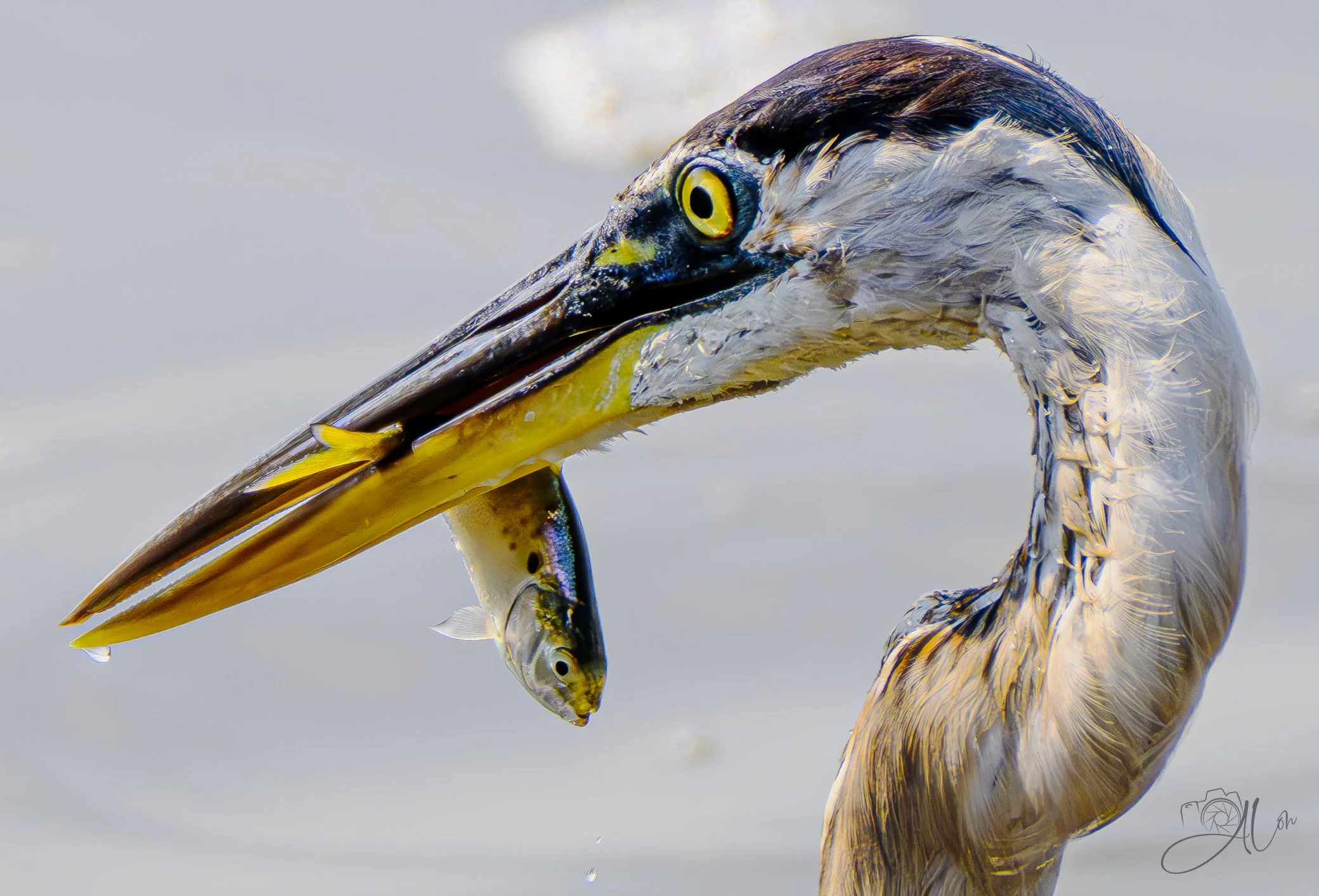 Synergystic Colors
(Great Blue Heron)
0Z81331