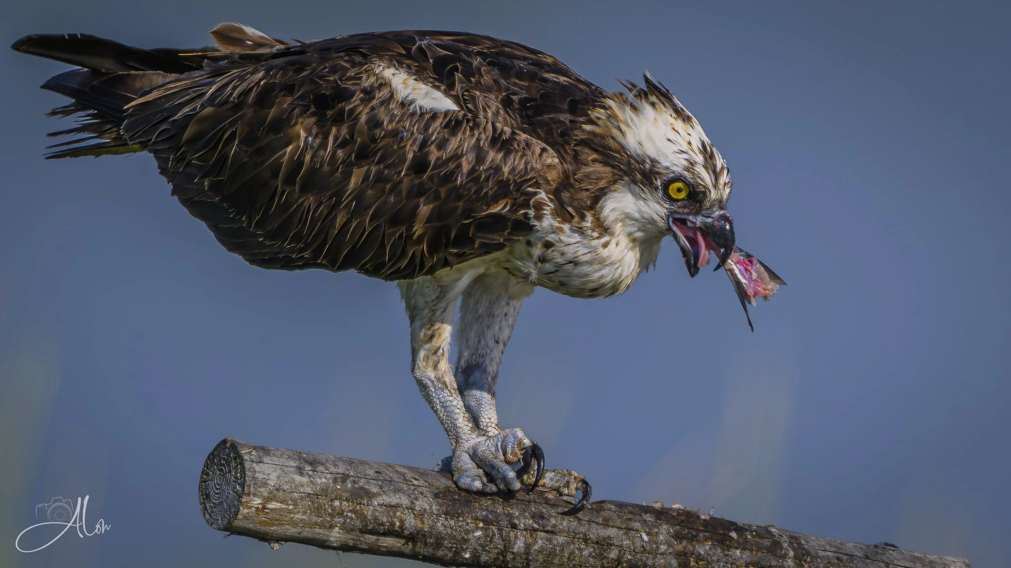 Fish Tails (Osprey) 082026_5604