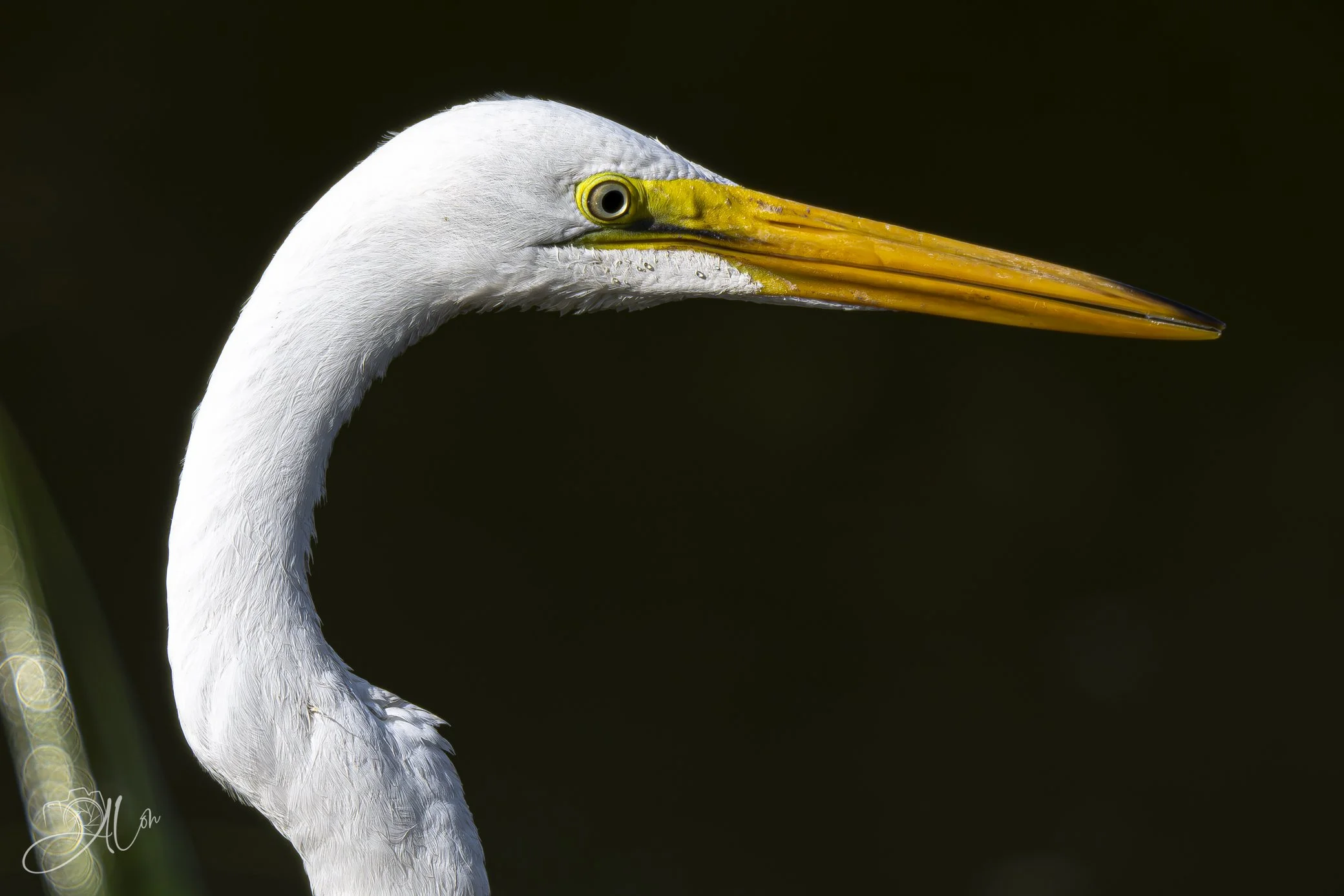 The Long Face
(Great Egret)
0Z81235