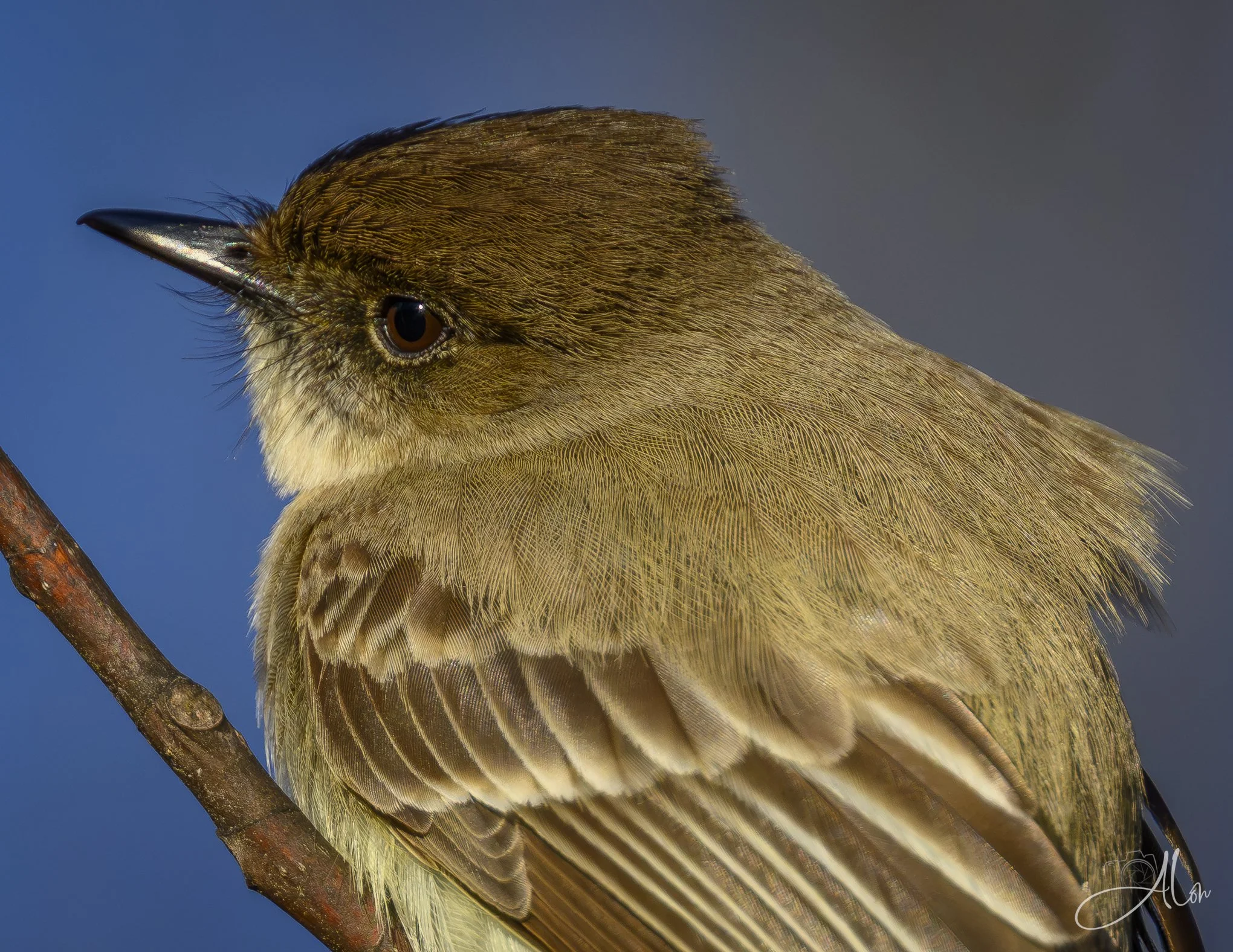Fast Times
(Eastern Phoebe)
0Z89303