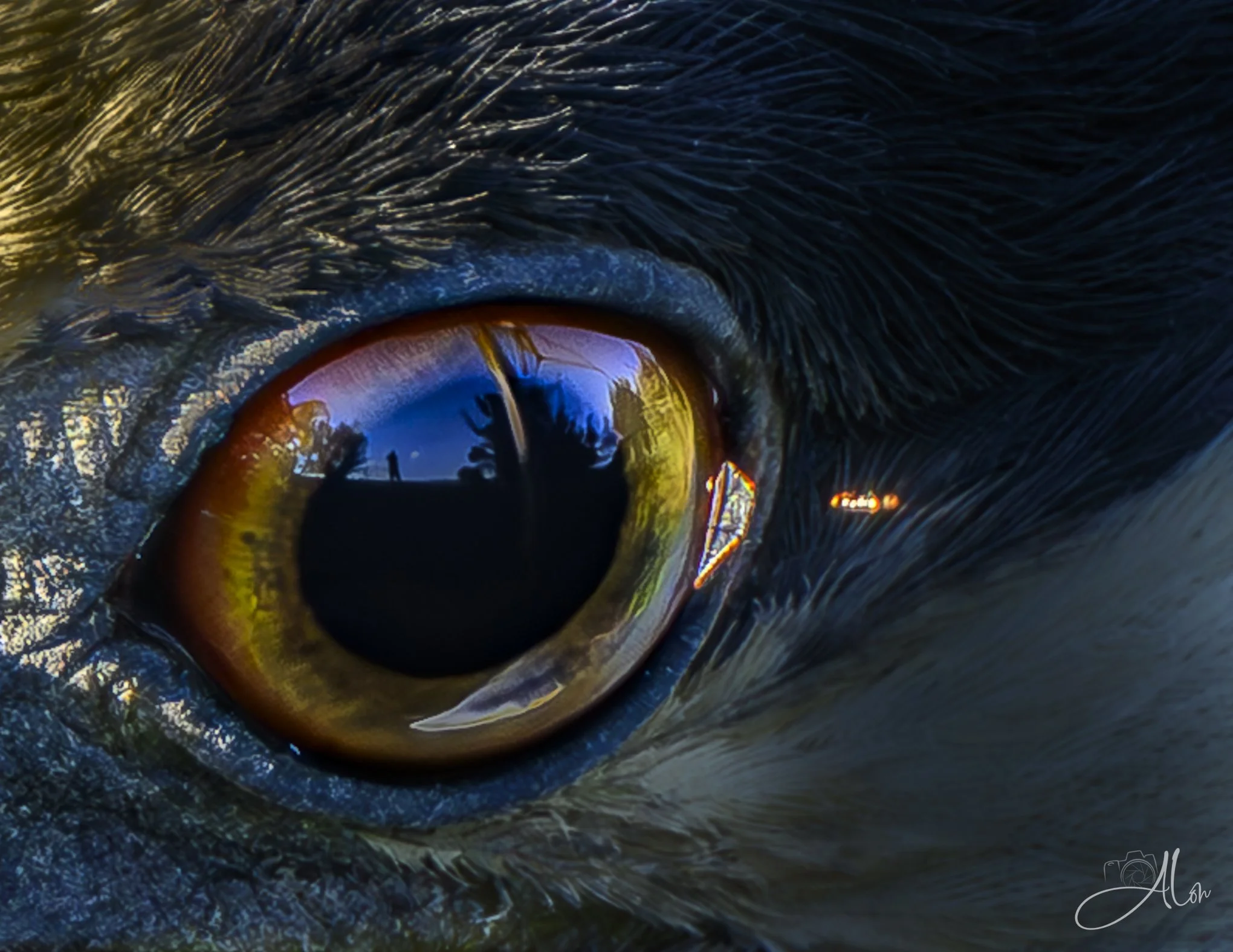 Alon Self Portrait (Yellow-Crowned Night Heron) Z8062426_1284