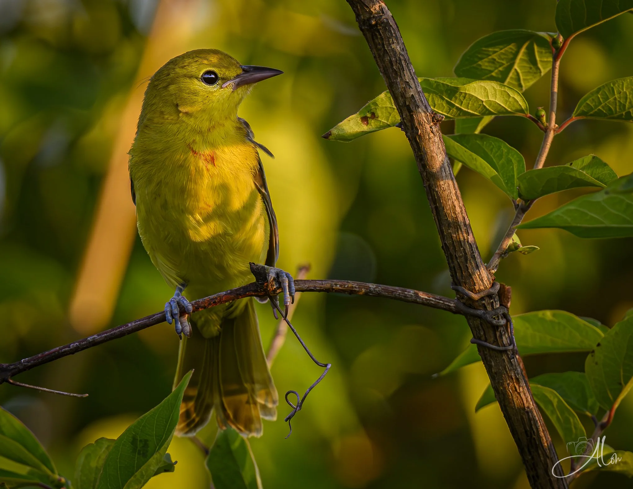 Caught Red-Chested (Orchard Oriole) _0Z88080