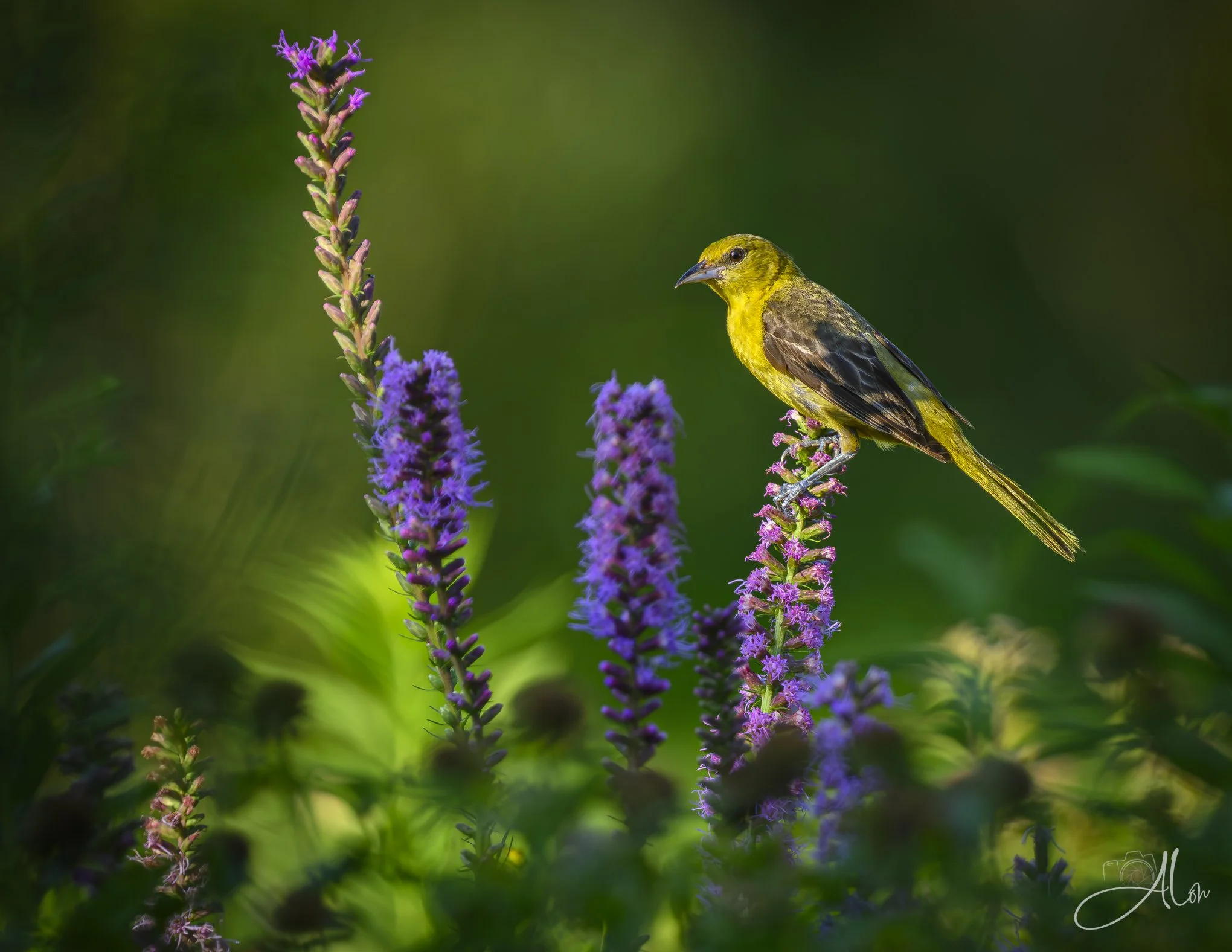 The Color Purple (Orchard Oriole) 20260723_0048