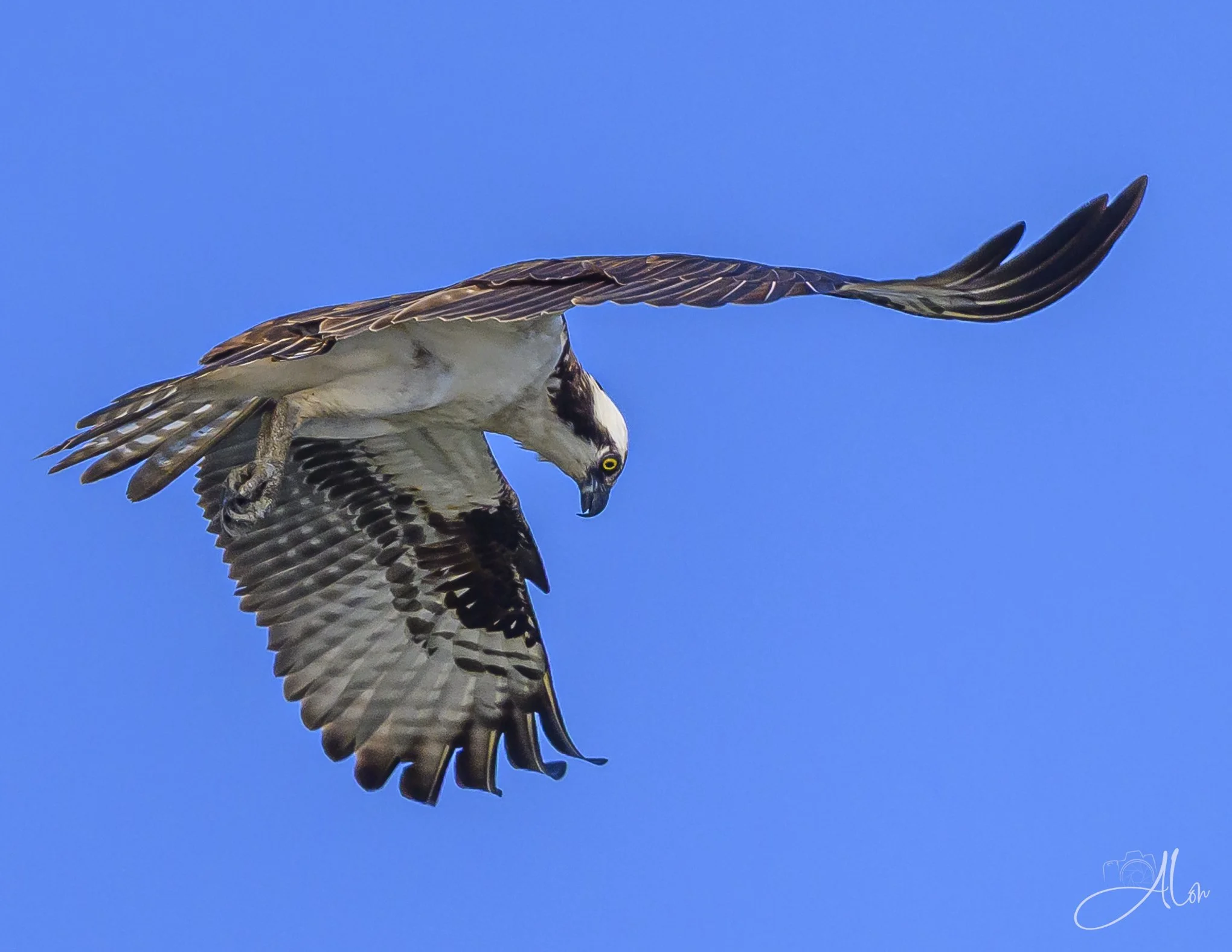 The Scout (Osprey) Z8062826_6920