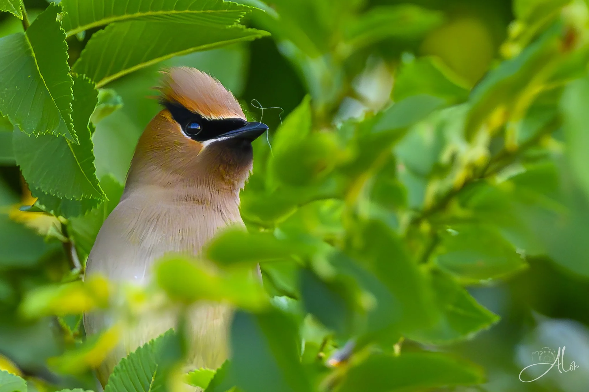 DNA Test (Cedar Waxwing) 0Z85959