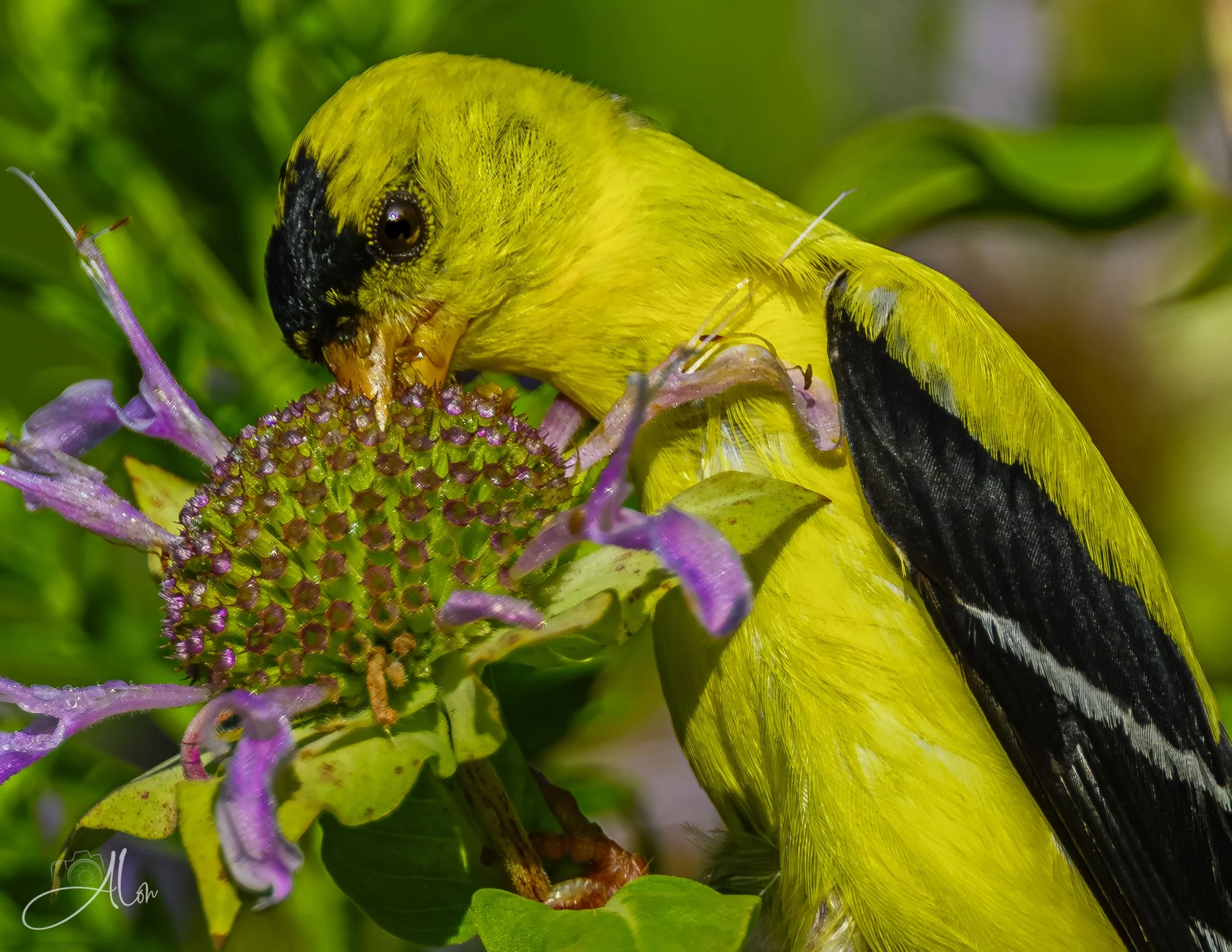 Dig In! (American Goldfinch) _0Z80079