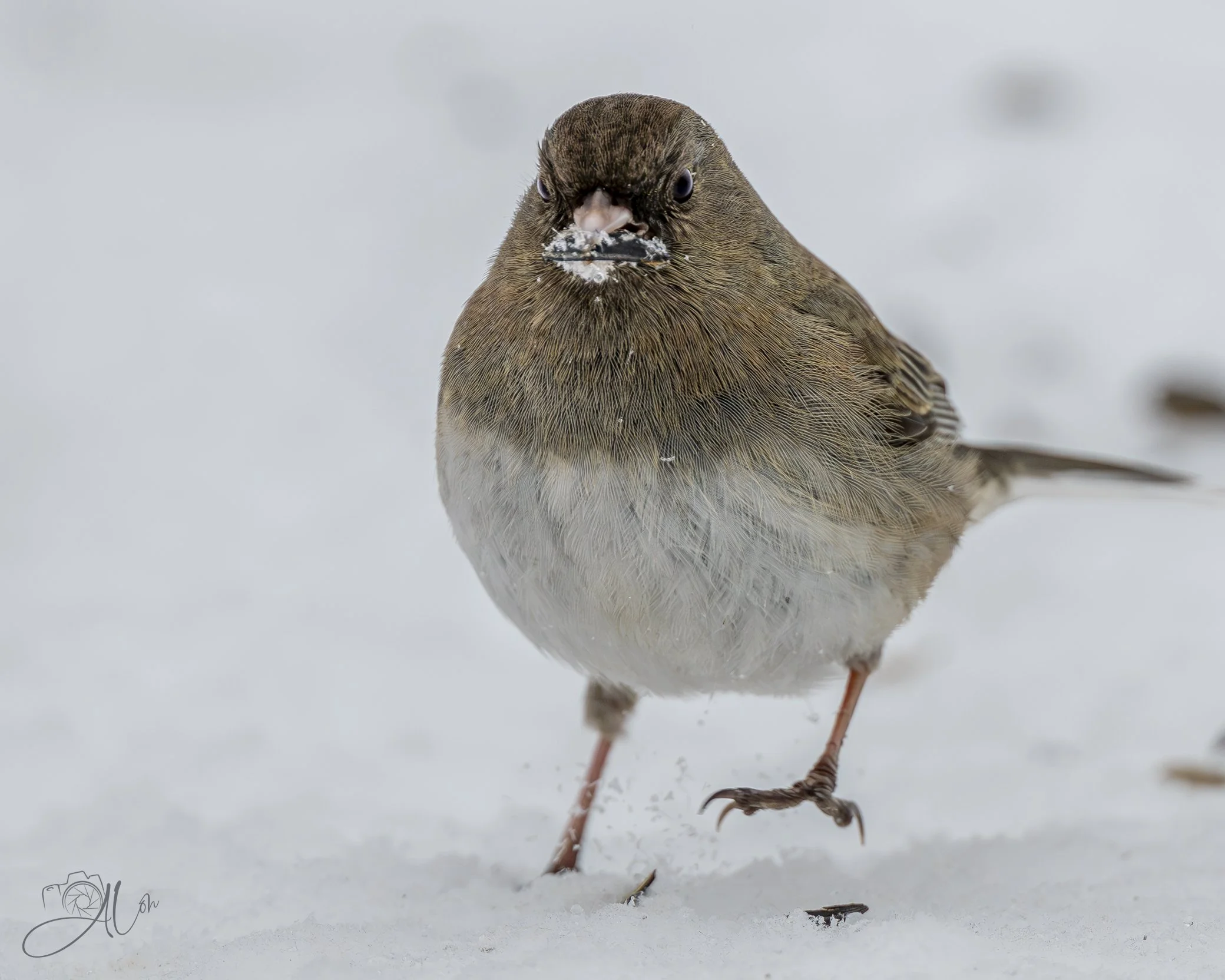 Ummm... This Dish is Cold!!!
(Dark-Eyed Junco)
0Z89298
