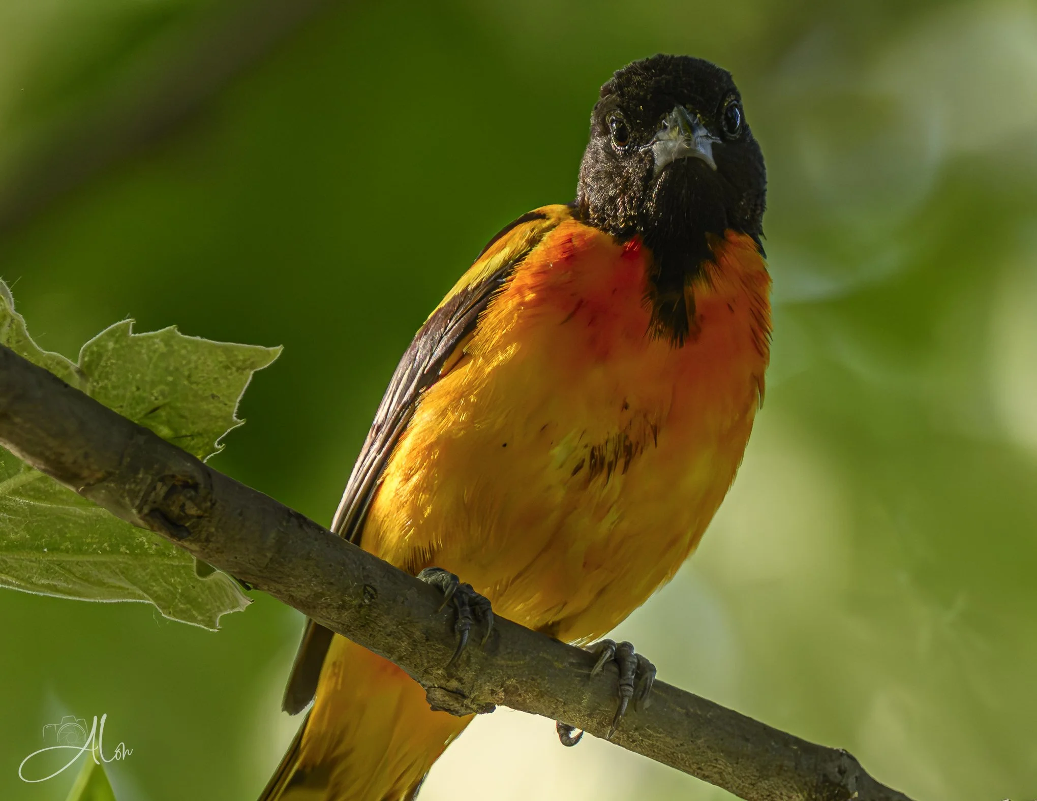Baltimore Oriole