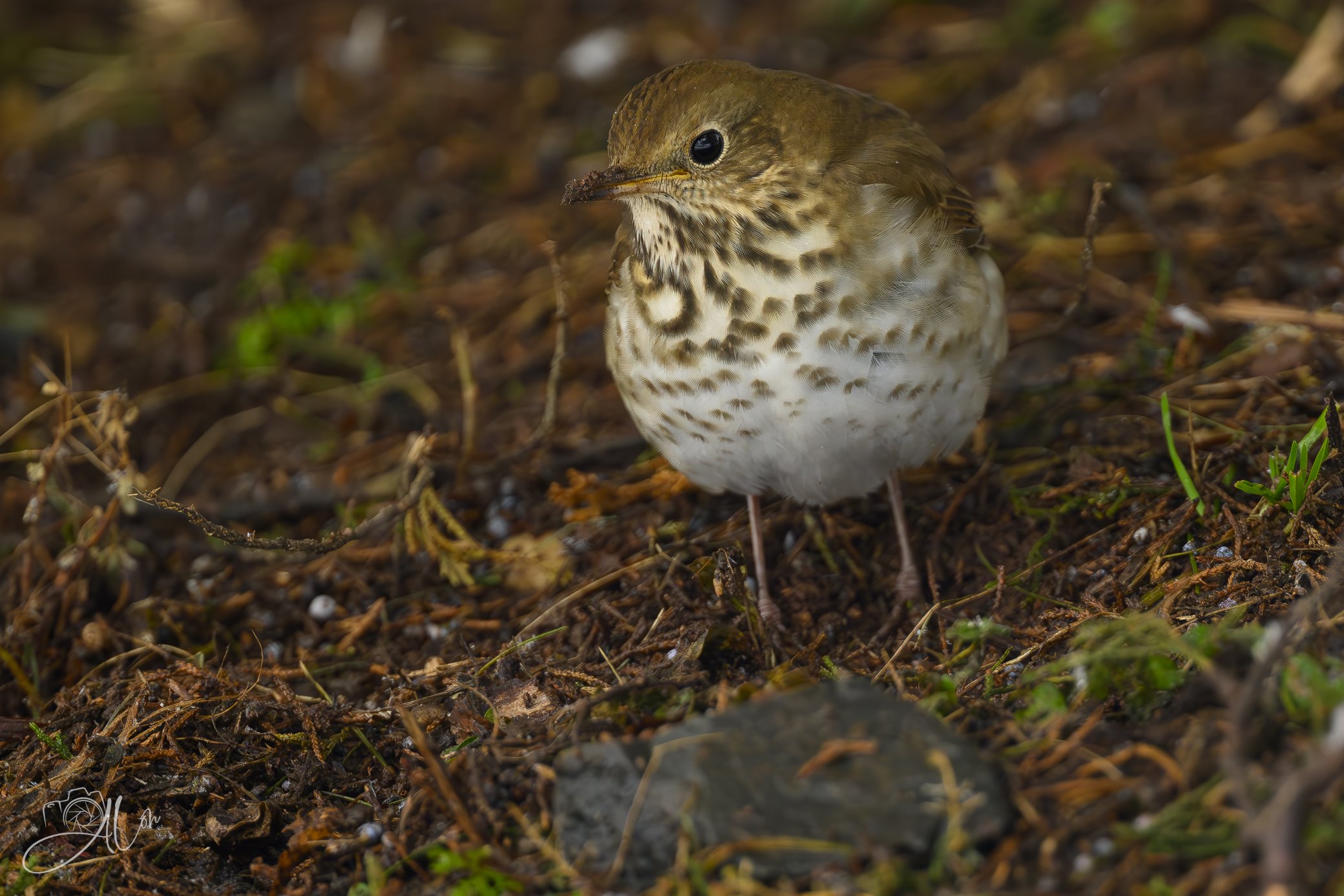 Left-Leaning
(Hermit Thrush)
0Z84765