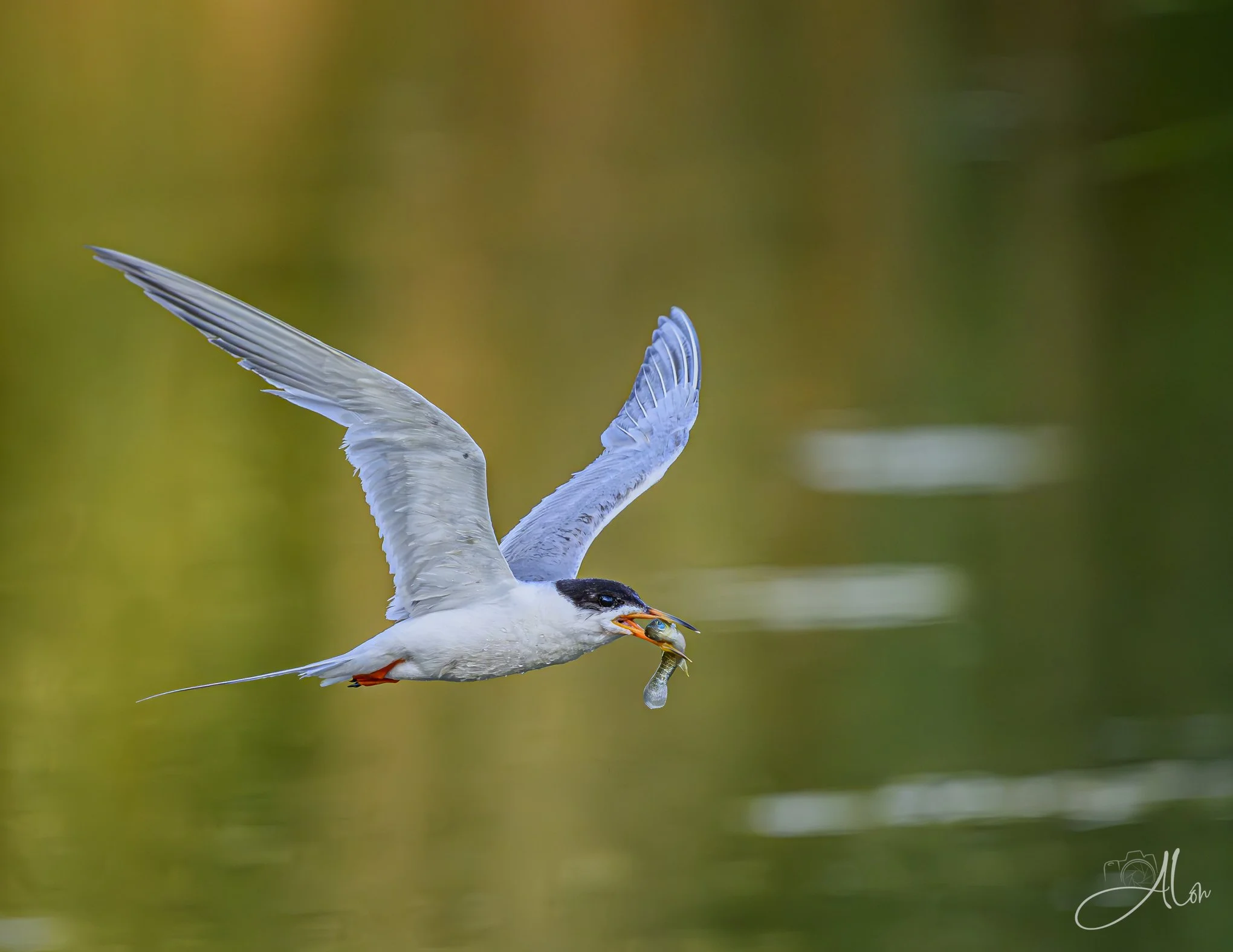 Mercury Rising (Forster's Tern) 20260723_0062