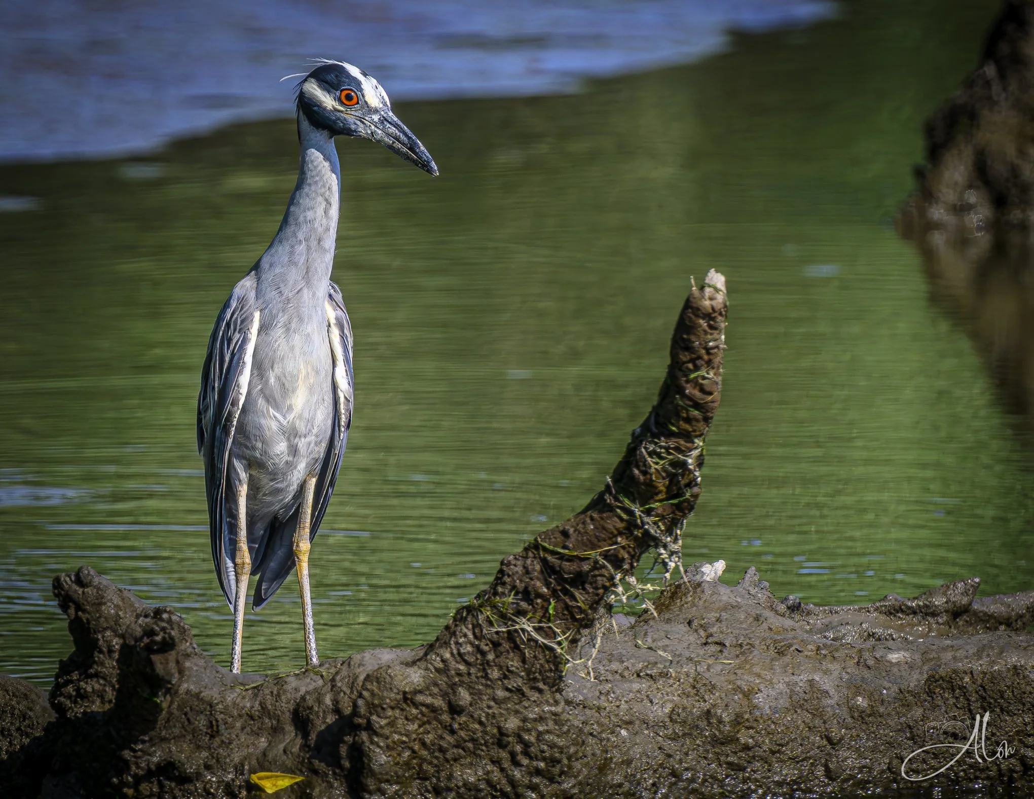 Emerald Waters (Yellow-Crowned Night Heron) Z8063026_7918