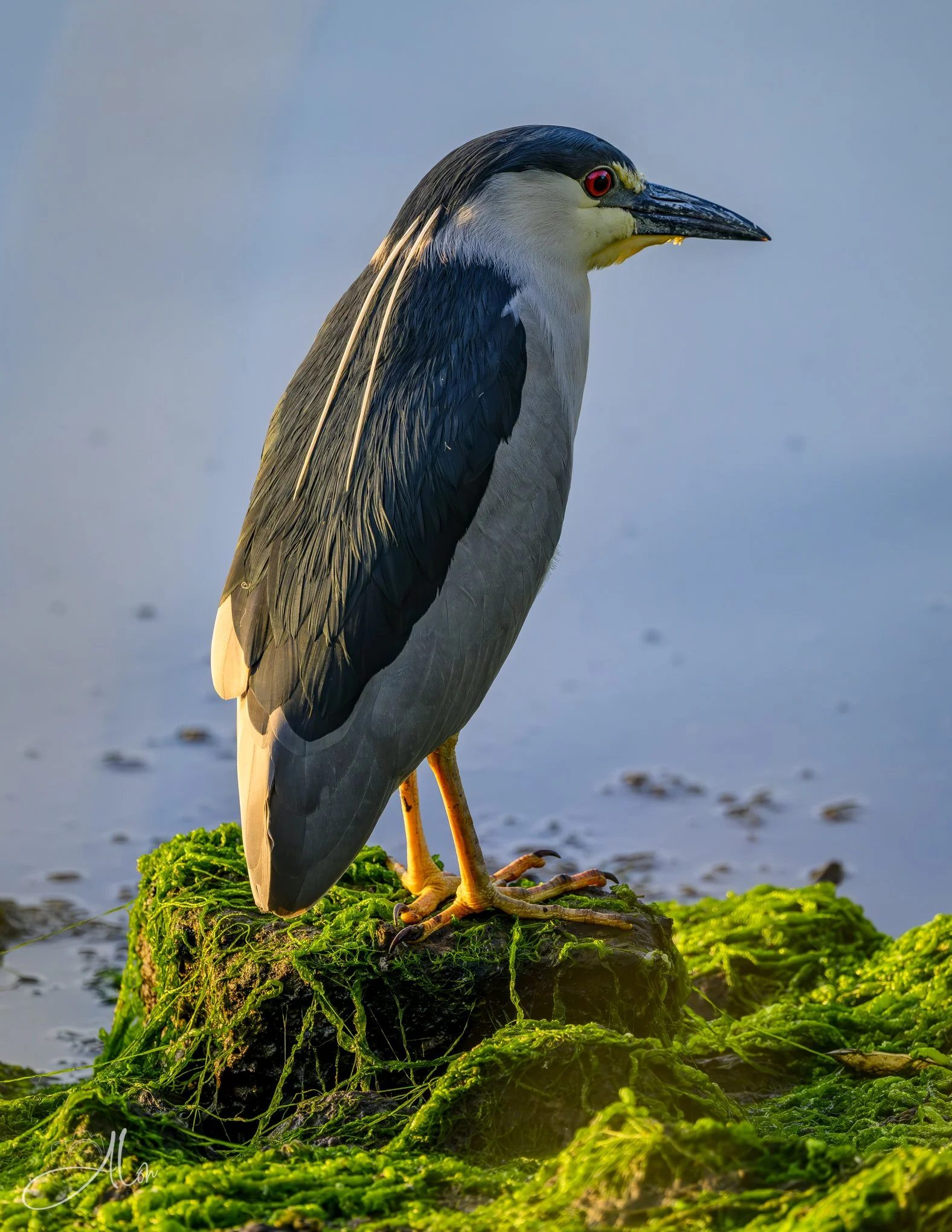 Black-Crowned Night Heron