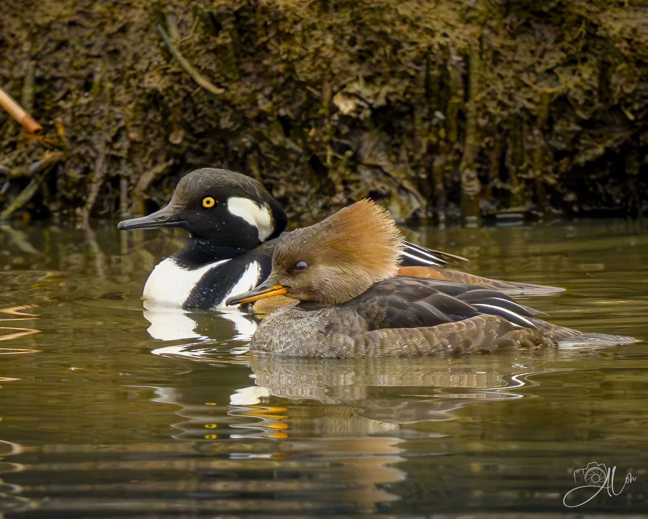 How Did I End Up With Her?
(Hooded Mergansers)
0Z82166
