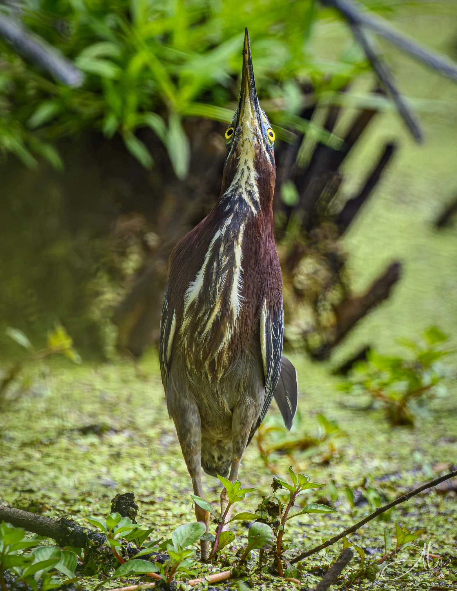 Bittern Tasting (Green Heron) Z8062126_8009