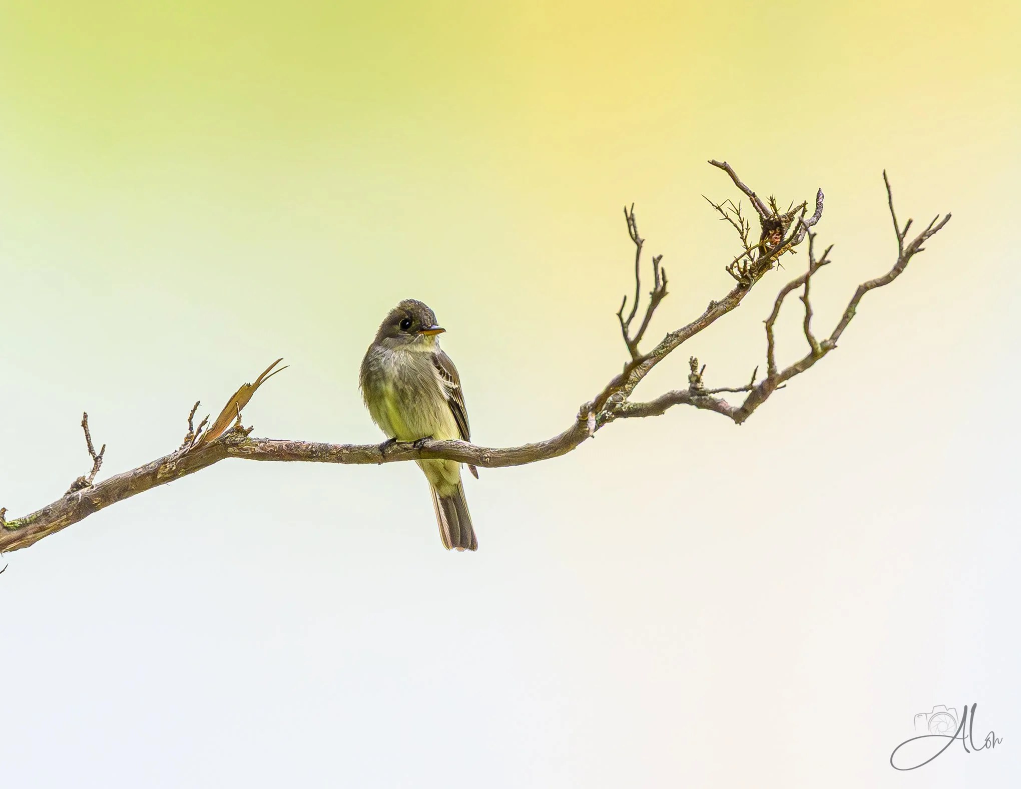 Basking (Willow Flycatcher) 0Z84027