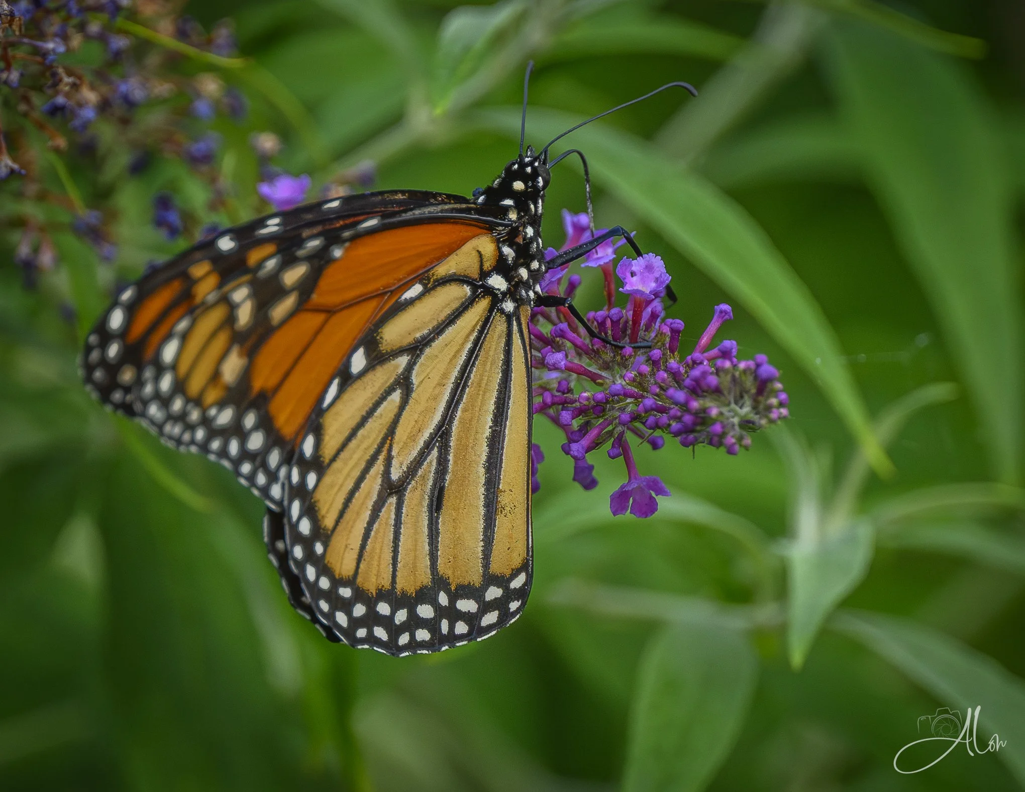 Probing (Monarch) 20260724_0026