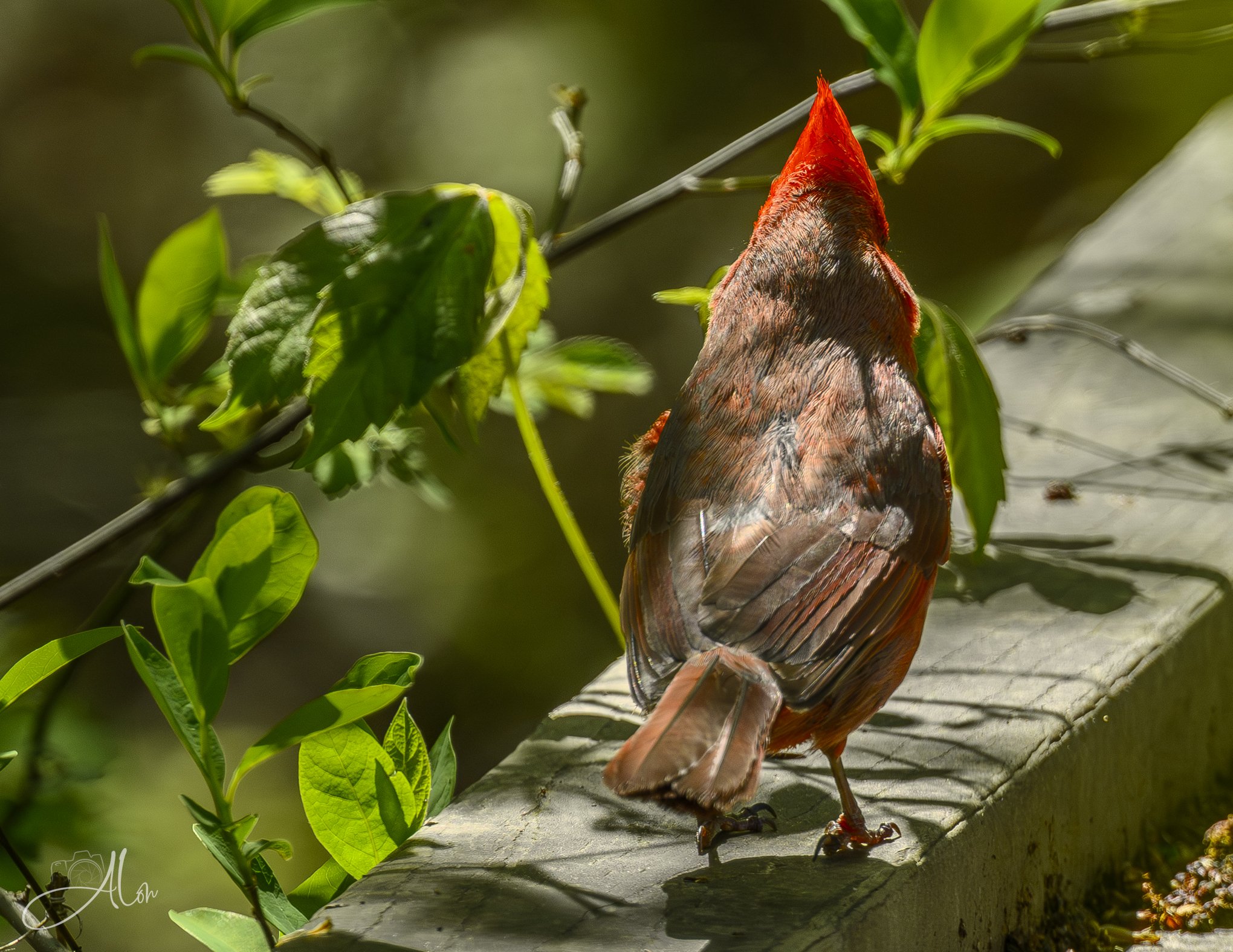 Coming Up From Behind
(Northern Cardinal)
0Z86836