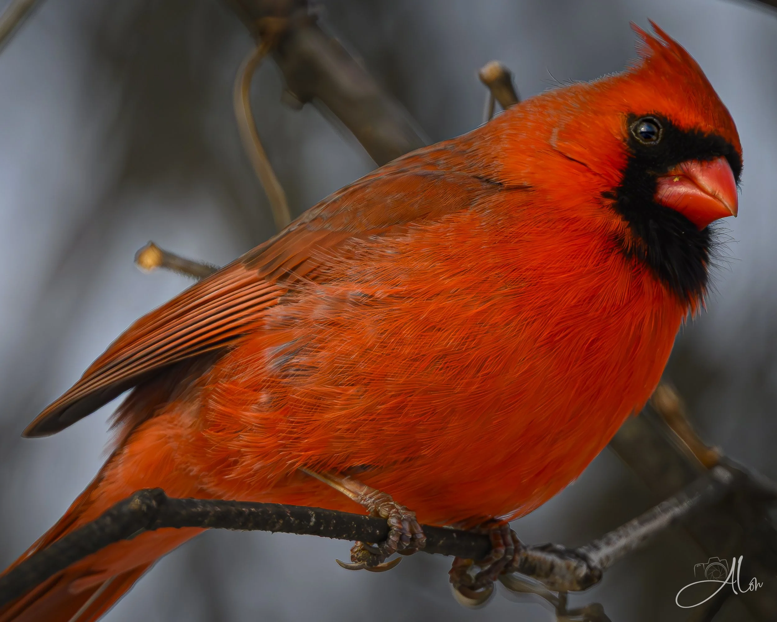 Bred to be Red (Northern Cardinal) 0Z88233